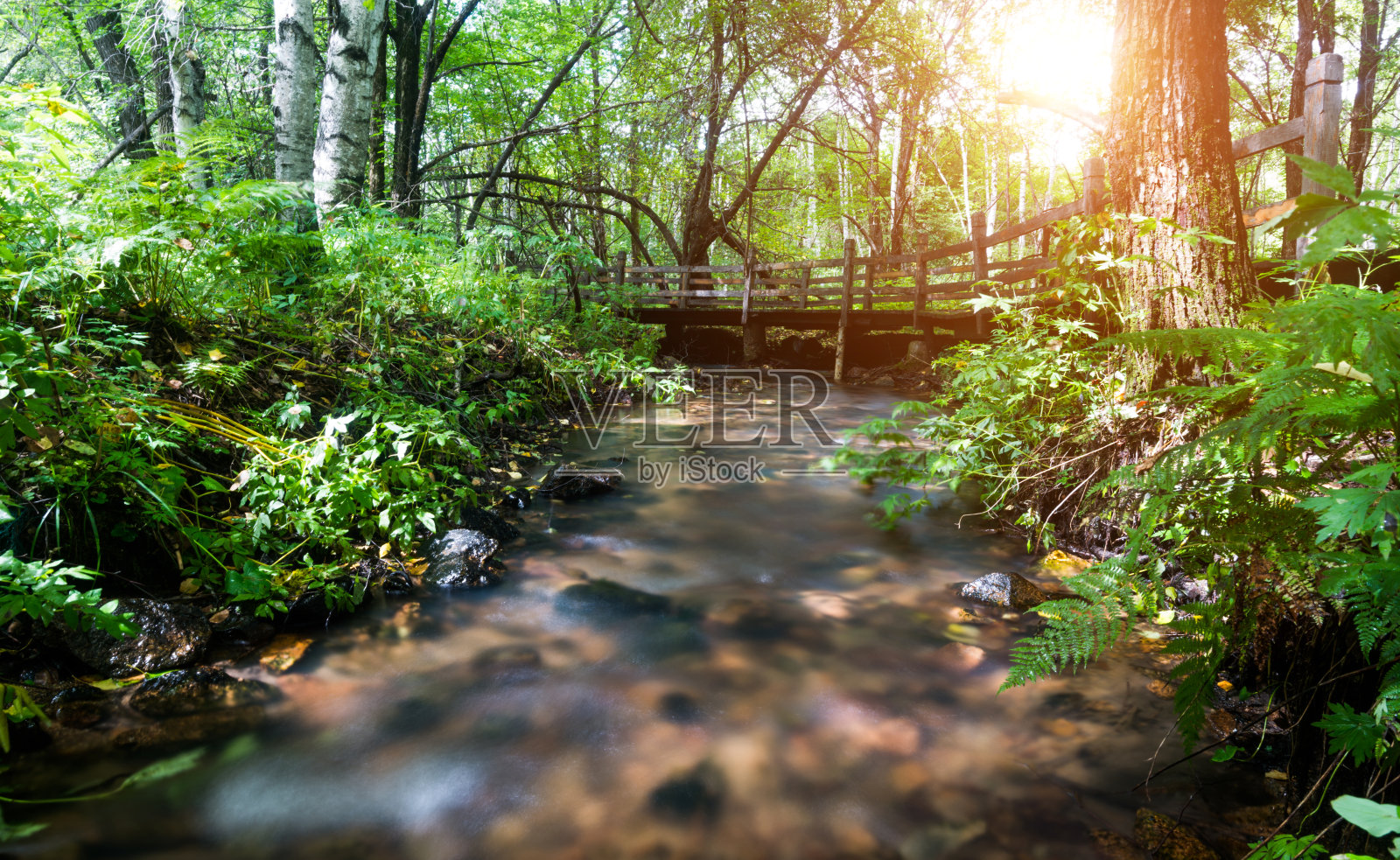绿色森林中的一条河照片摄影图片