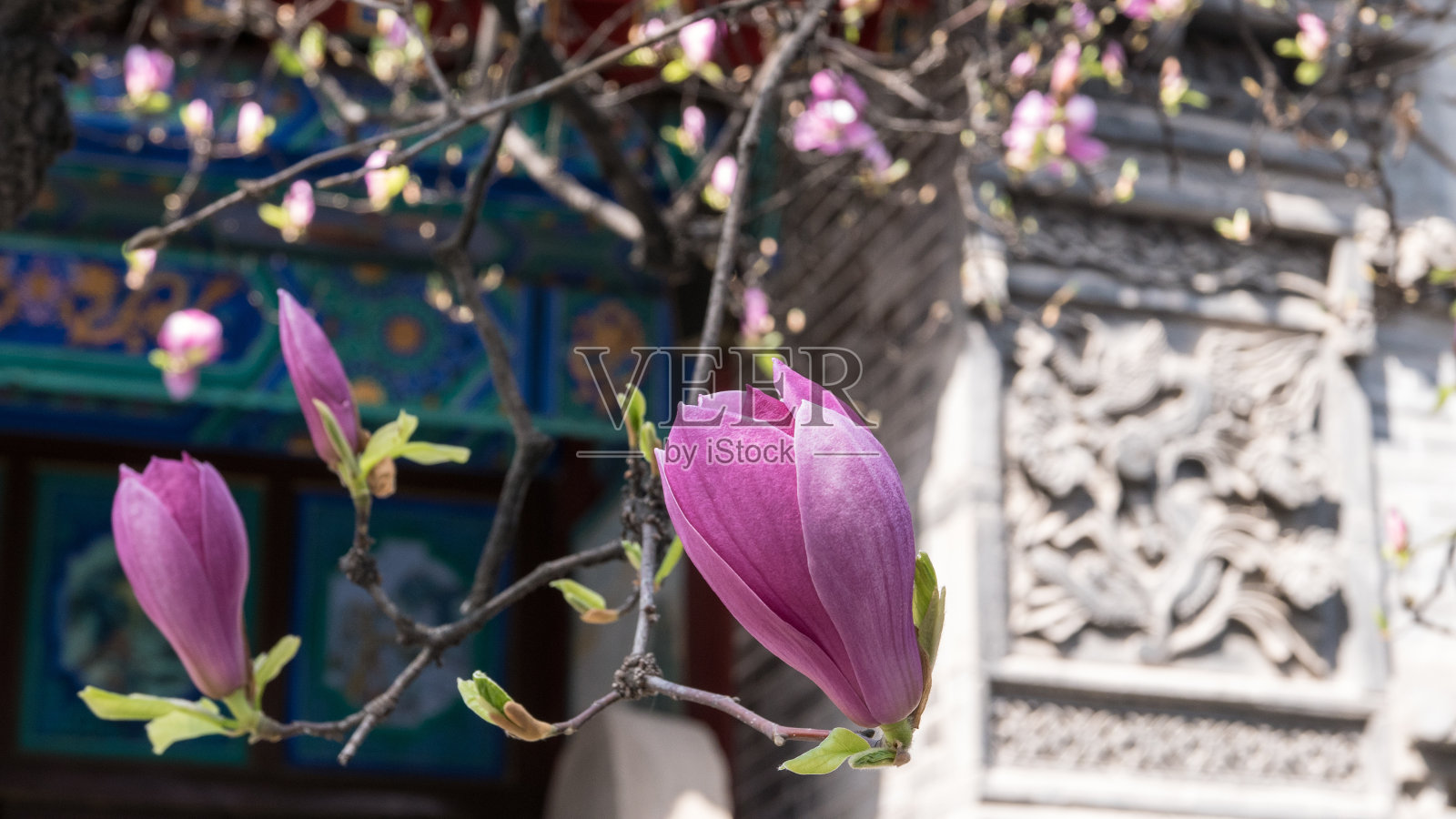 近距离的中国木兰树开花在道教寺庙，西安，中国照片摄影图片
