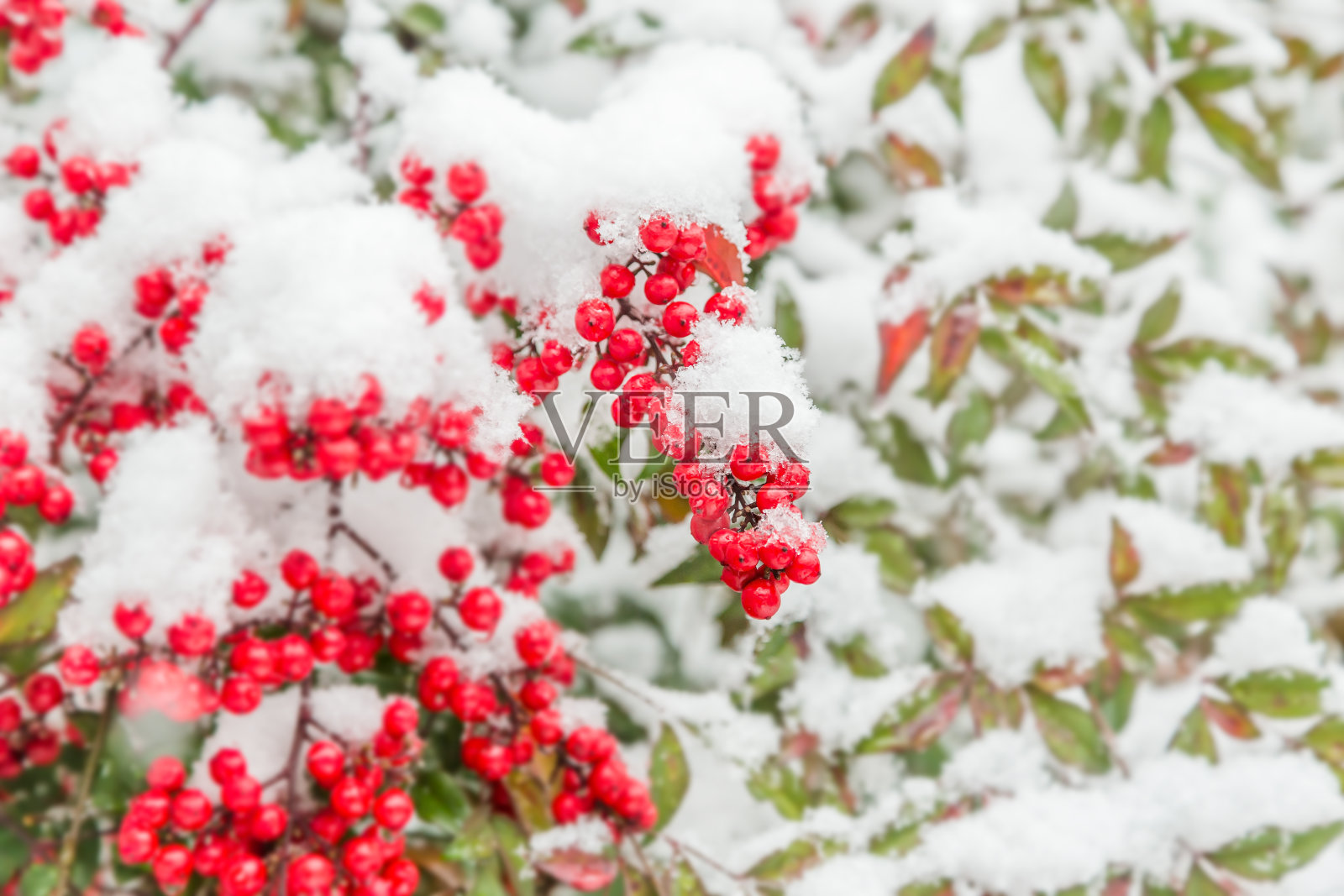 红色的水果与雪堆积照片摄影图片