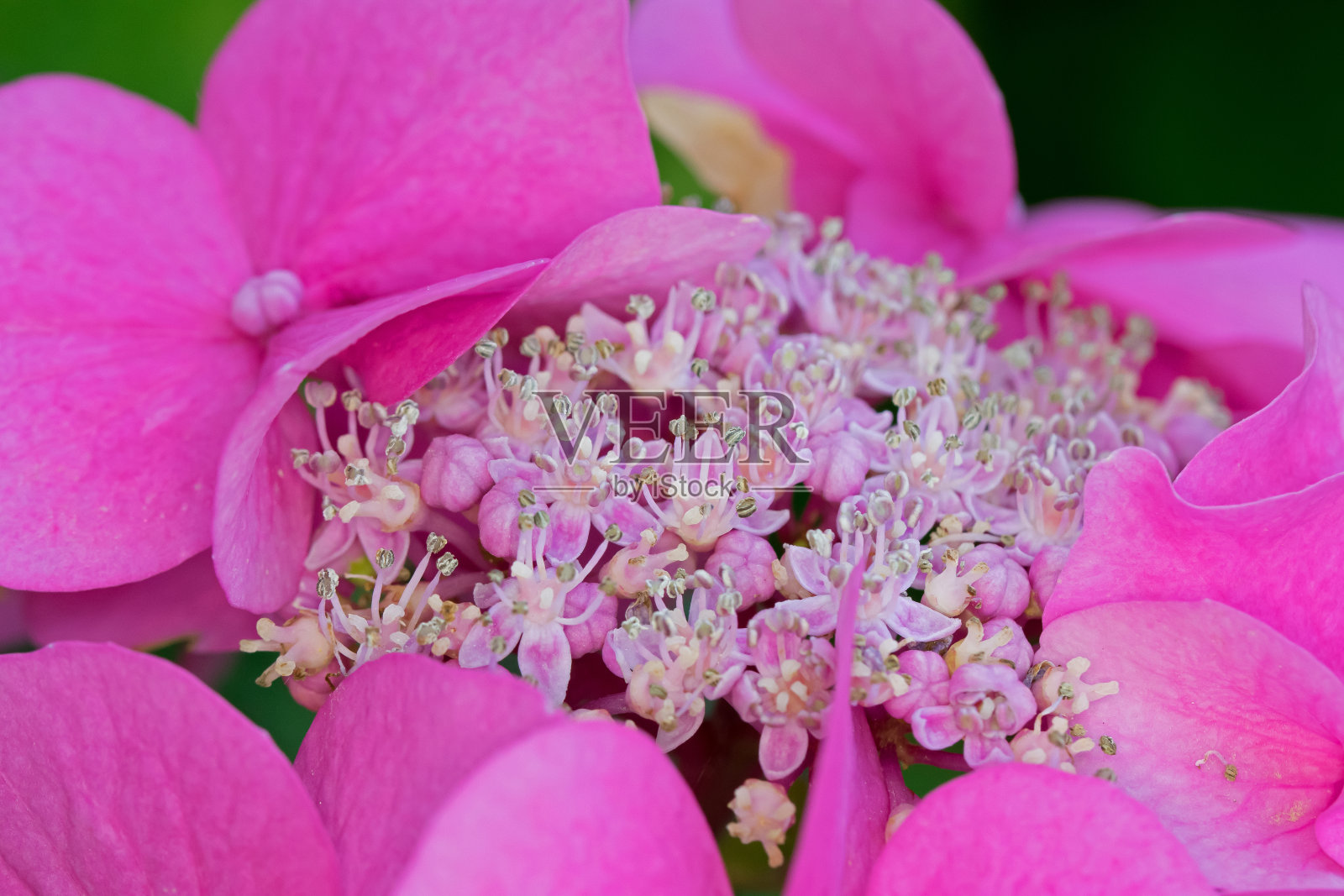 粉红色的绣球花照片摄影图片