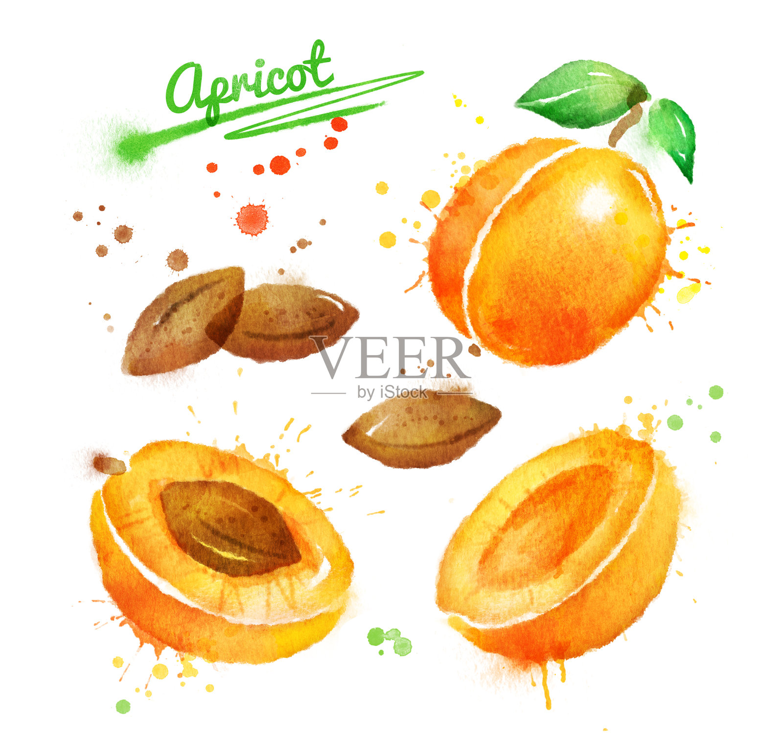 杏的水彩插图插画图片素材