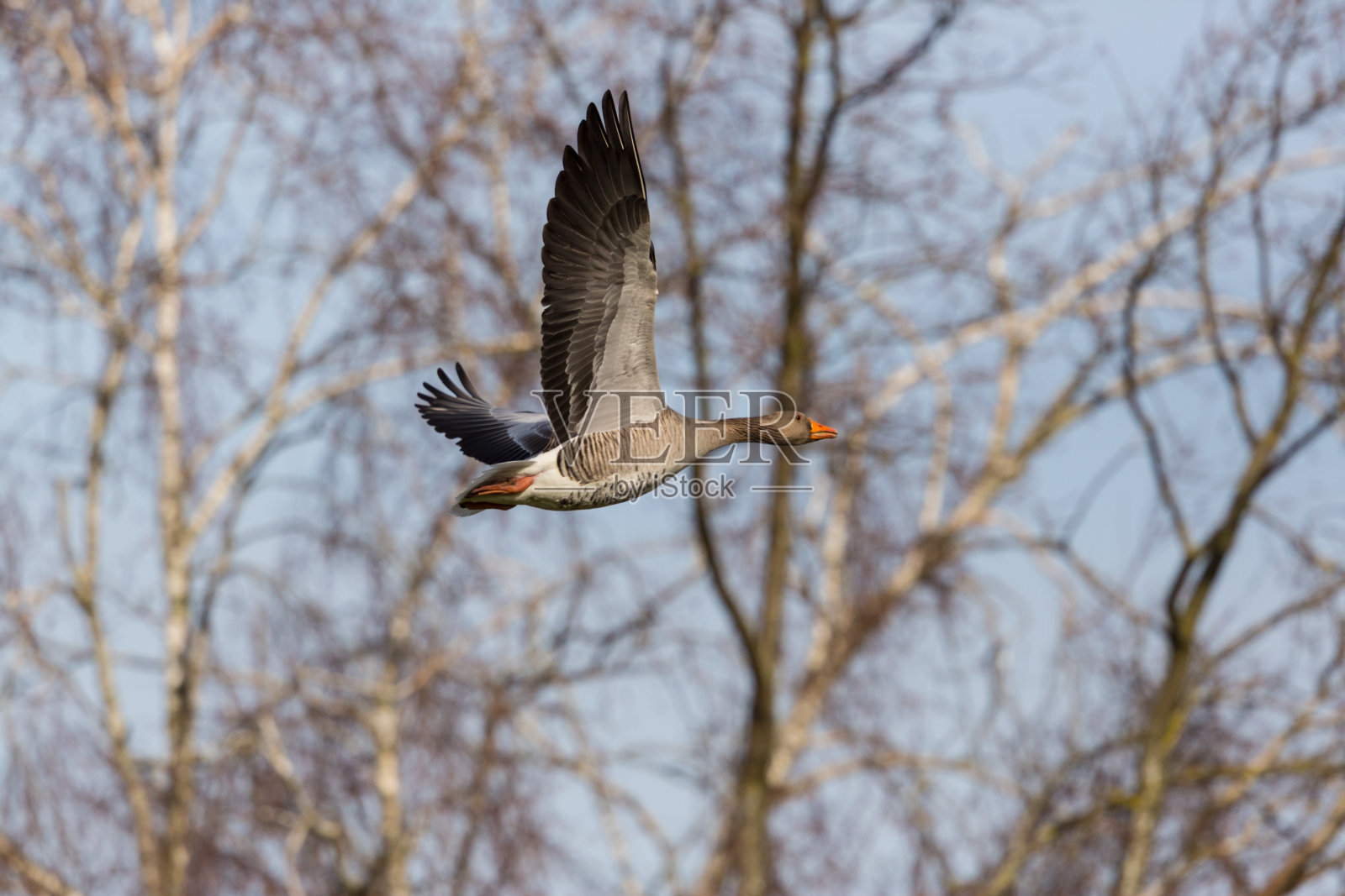 肖像灰鹅(回答者)在森林中飞翔，展开翅膀照片摄影图片