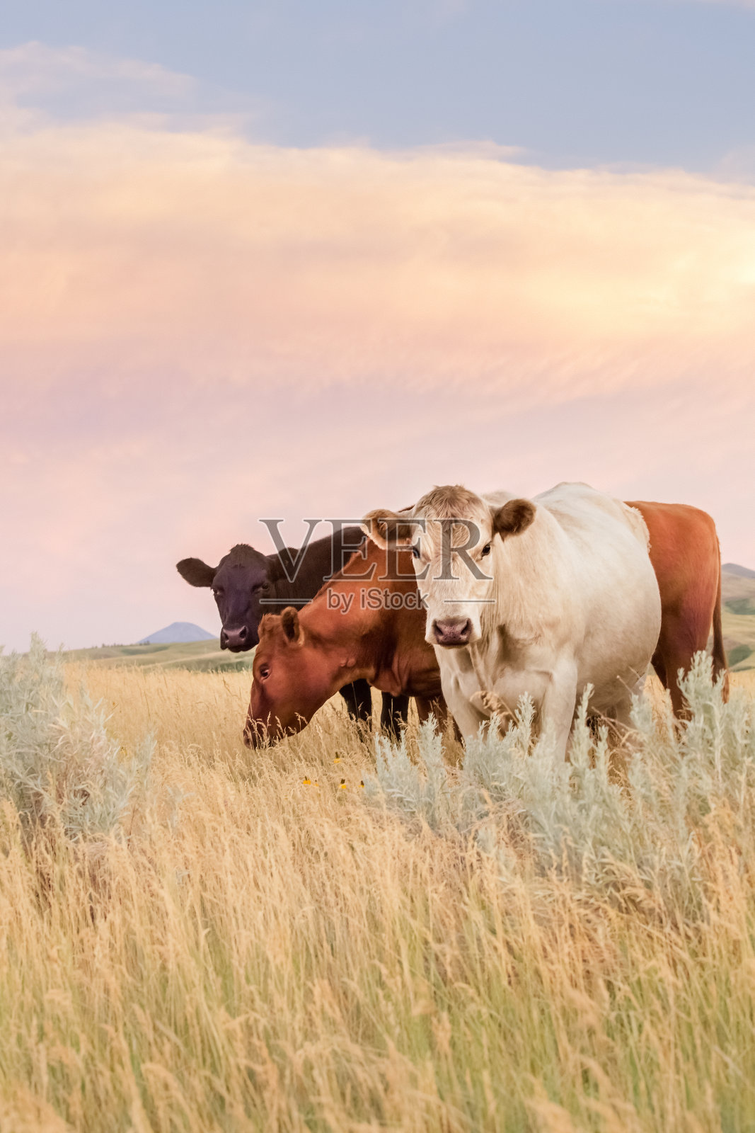 三头牛在蒙大拿大草原上吃着茂盛的草照片摄影图片