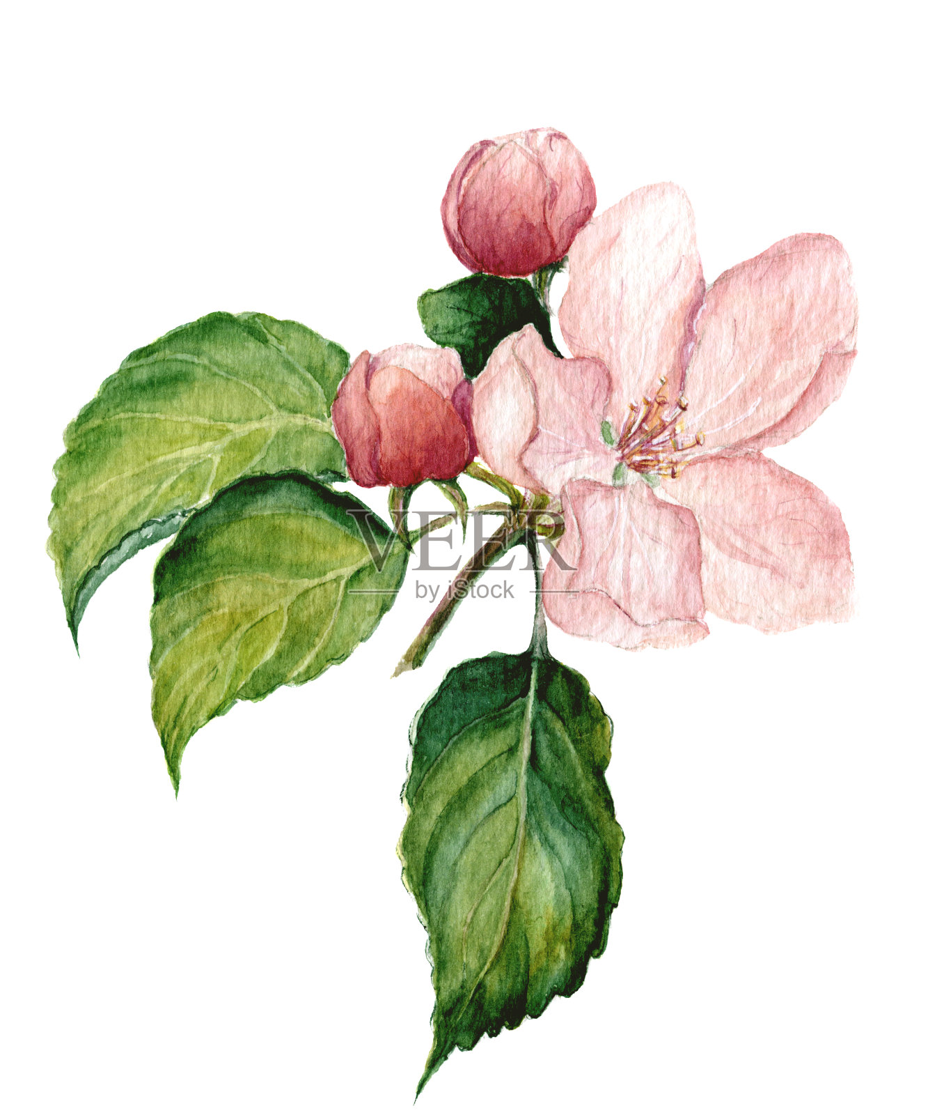 水彩苹果花。植物孤立的插图。插画图片素材