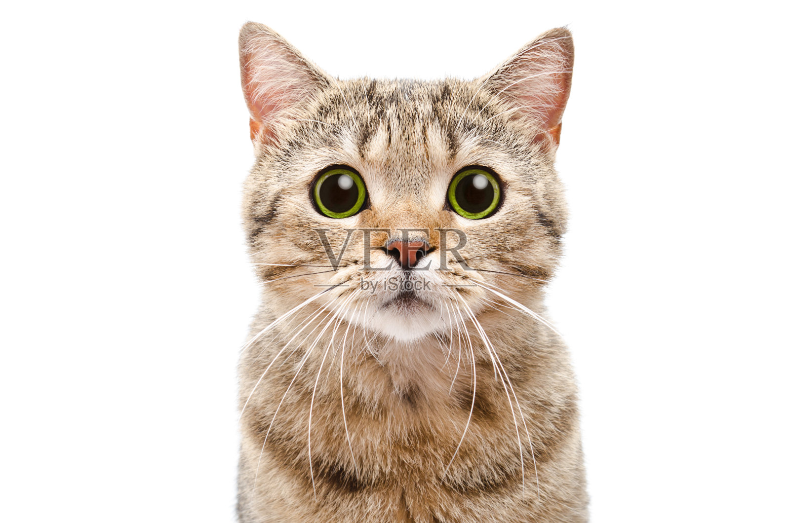 一个惊讶的猫苏格兰直特写肖像照片摄影图片