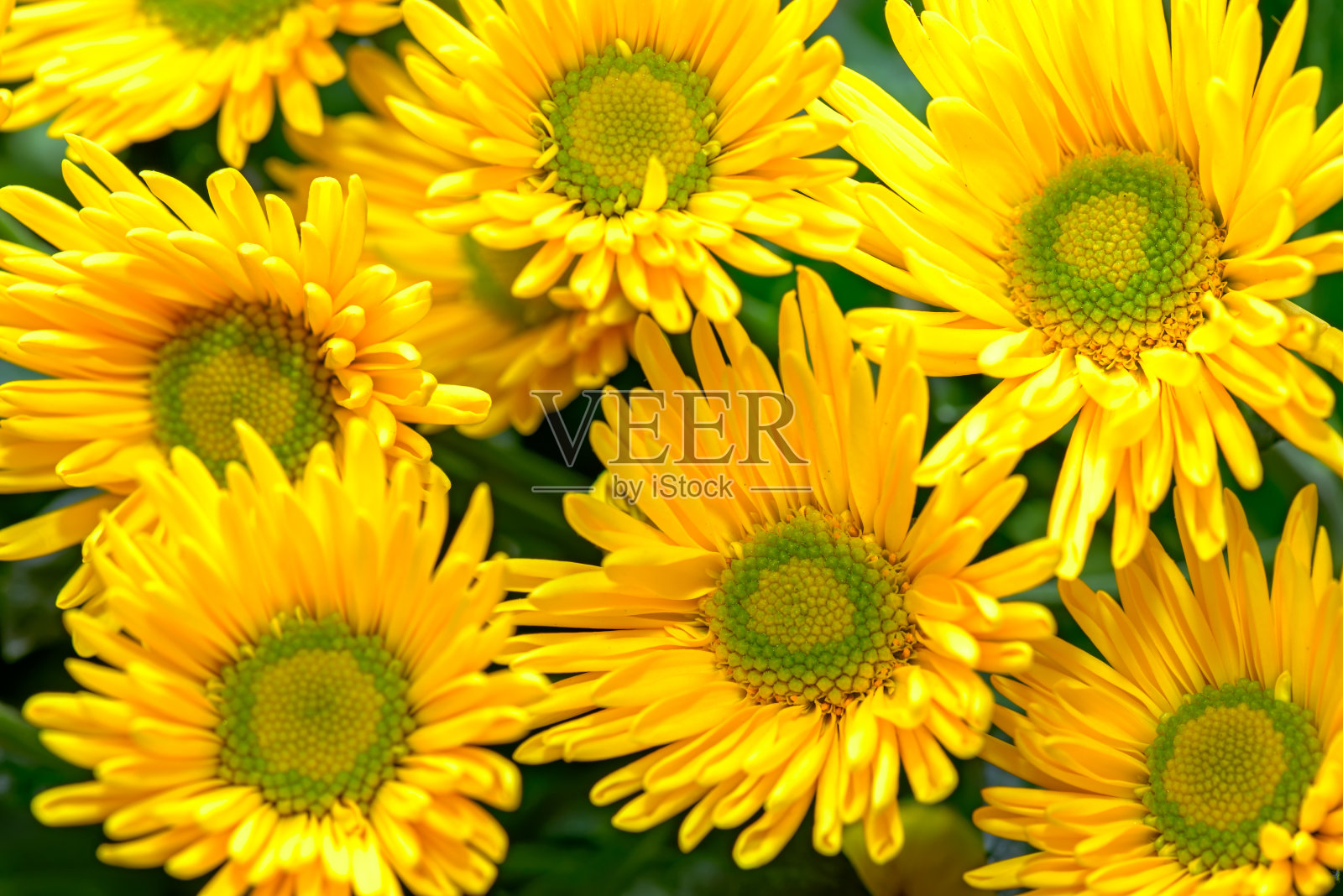 黄色的花的背景照片摄影图片