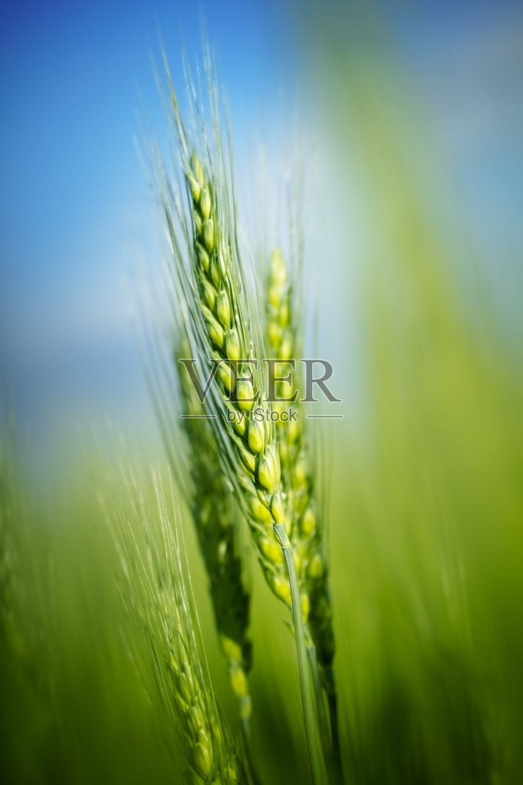 耳朵的小麦照片摄影图片