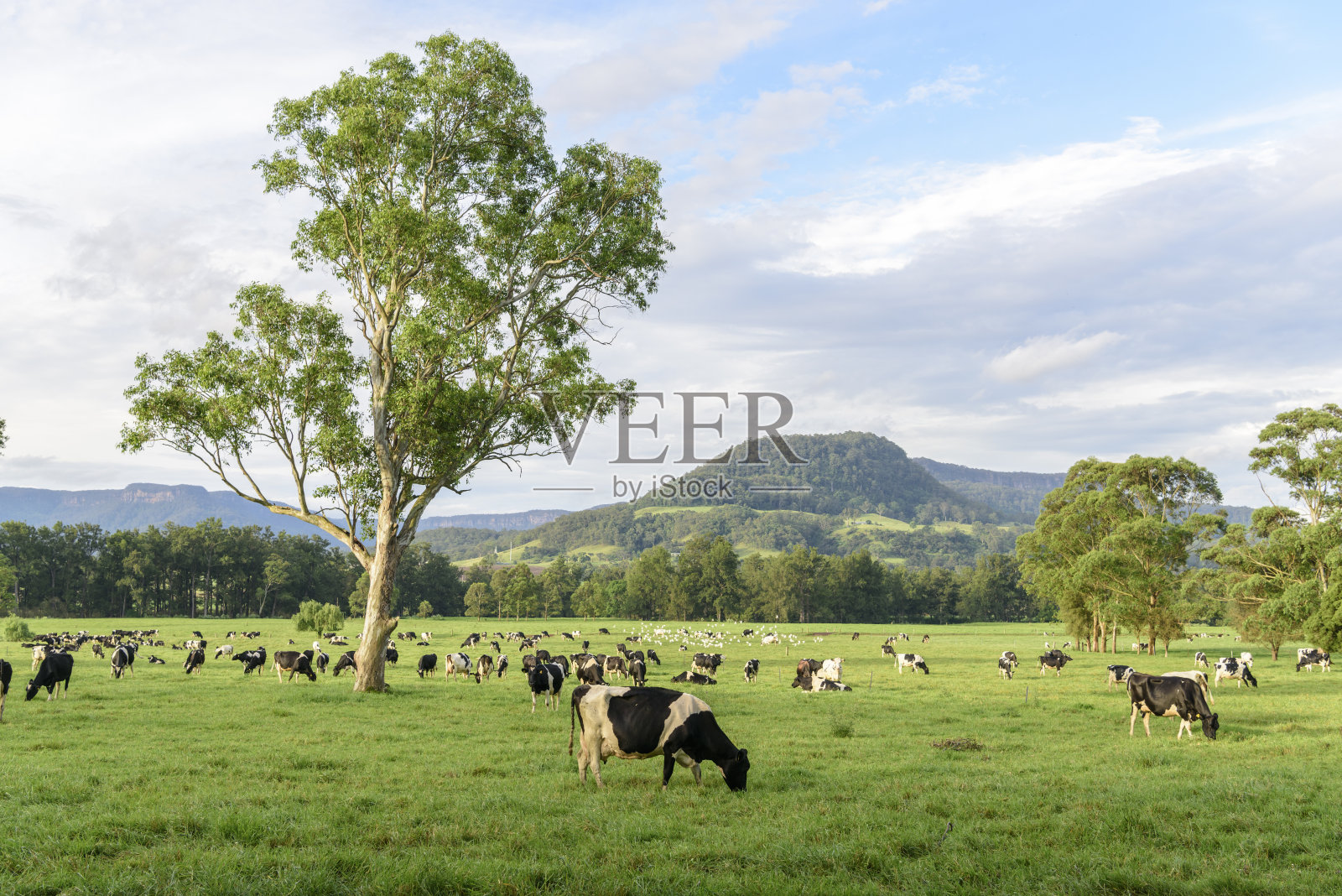 澳大利亚新南威尔士州的奶牛群照片摄影图片