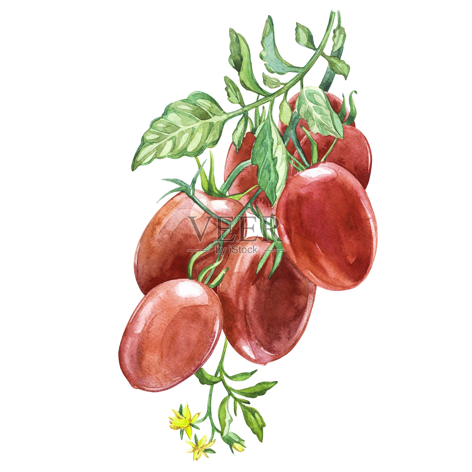 新鲜罗马番茄的嫩枝。水彩手绘插图。在白色背景上隔离插画图片素材