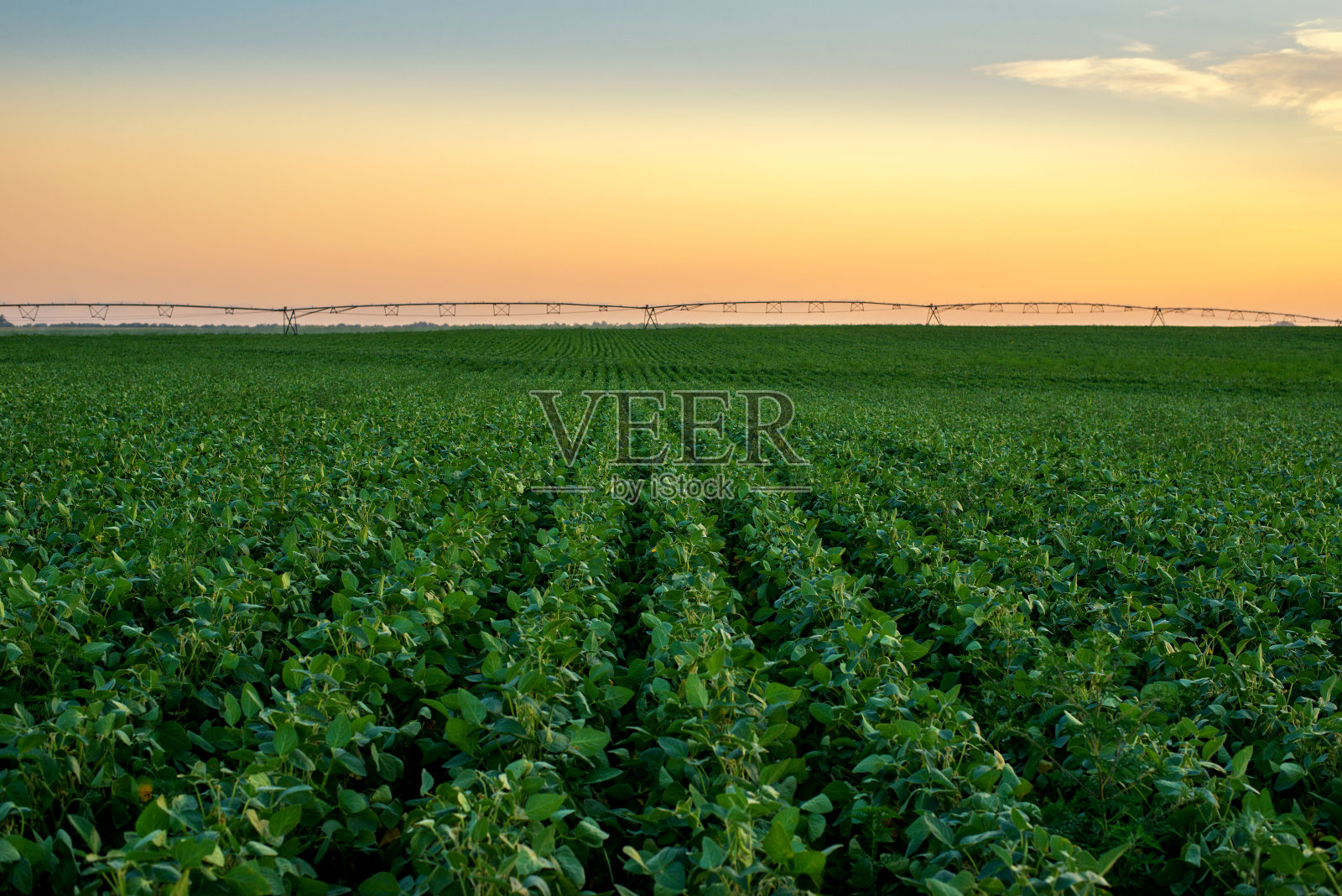 农业灌溉系统在夏季黄昏灌溉豌豆田照片摄影图片