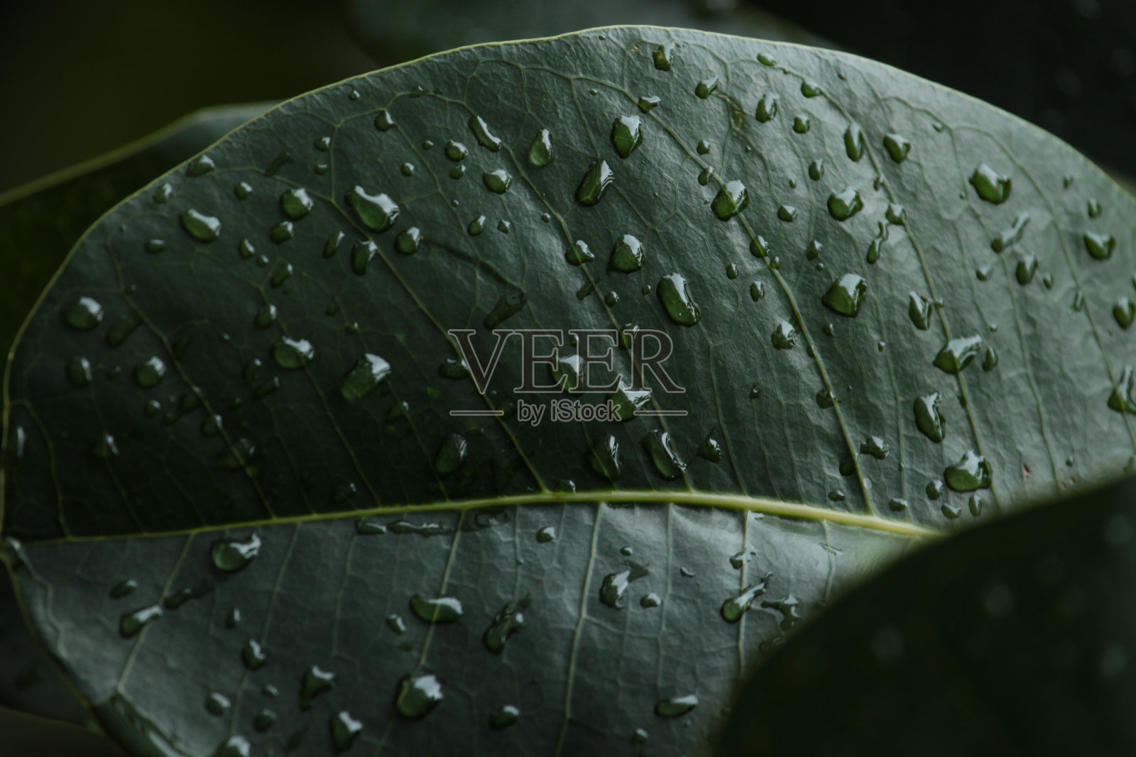 昆士兰伞树的叶子上的水滴，映衬着模糊的绿色。照片摄影图片
