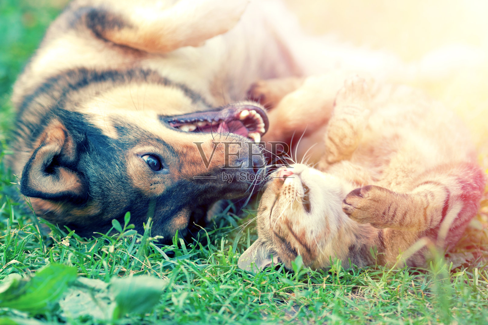 日落时，狗和猫在草地上一起玩耍照片摄影图片