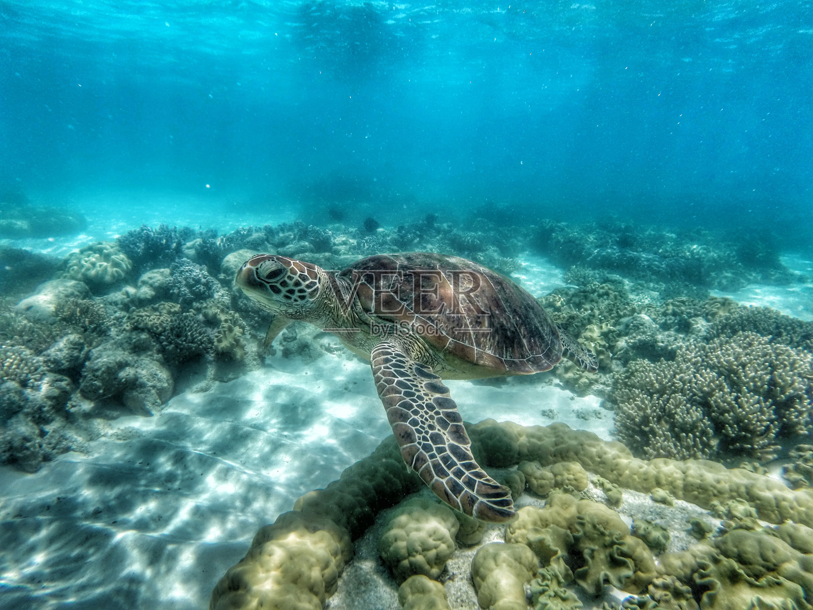 海龟在麦凯礁-大堡礁照片摄影图片