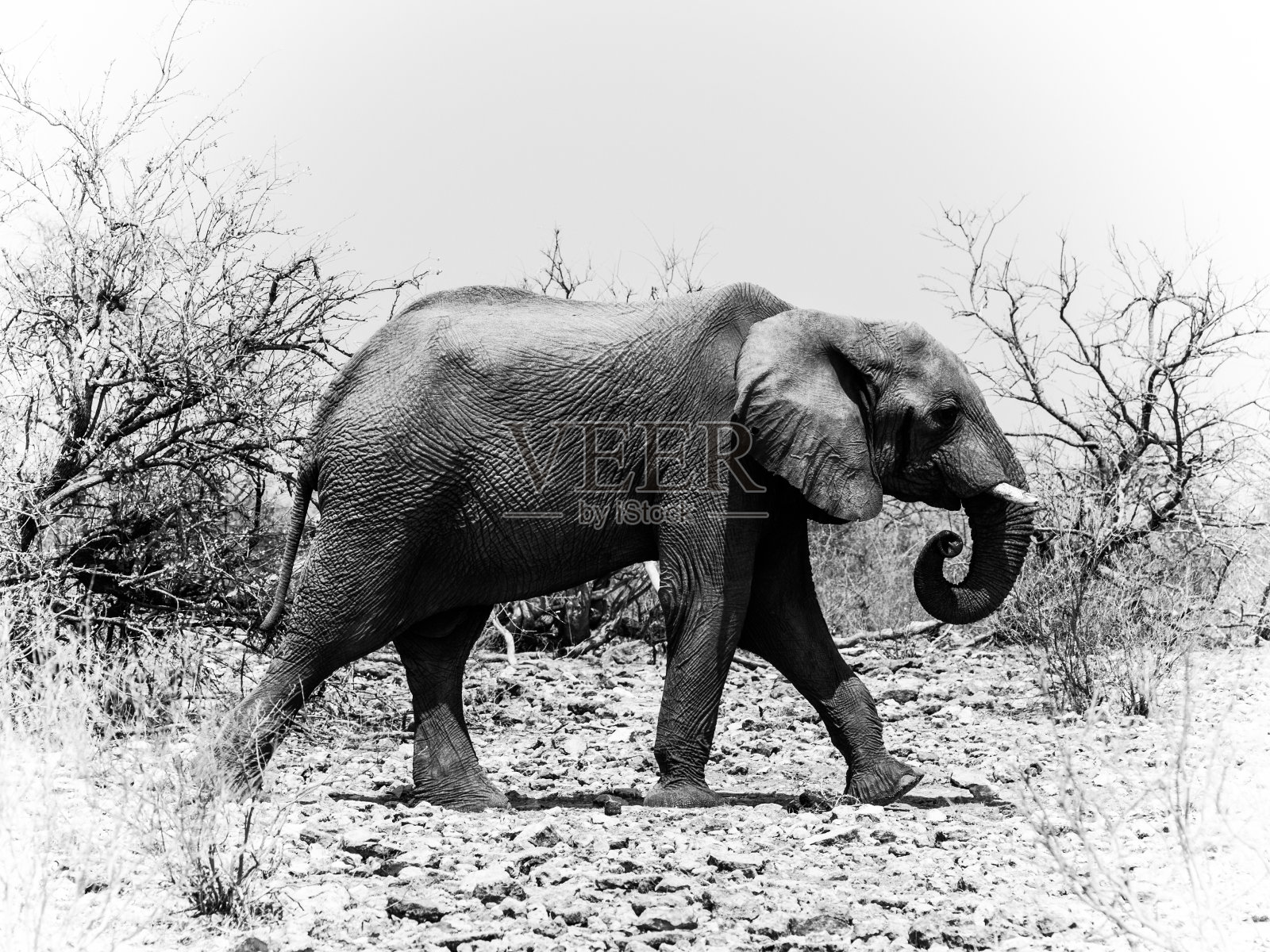 黑白相间的非洲象照片摄影图片