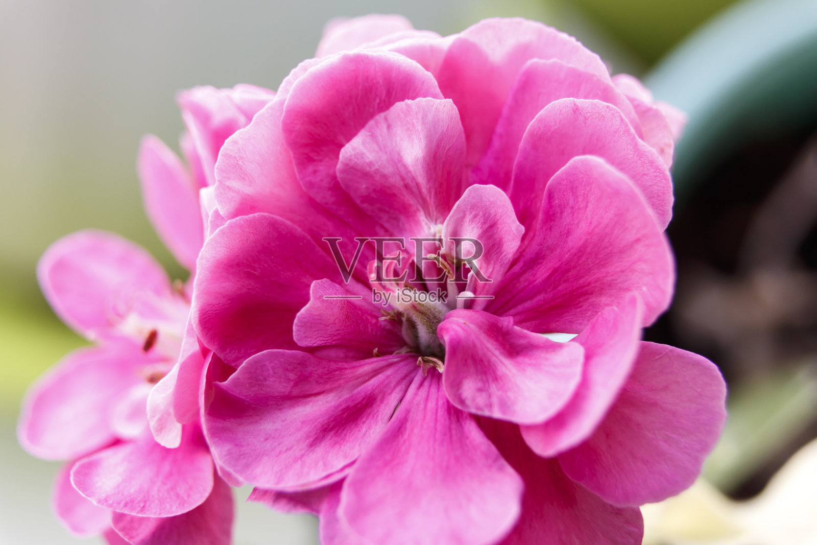 特写的粉红色天竺葵花的头照片摄影图片