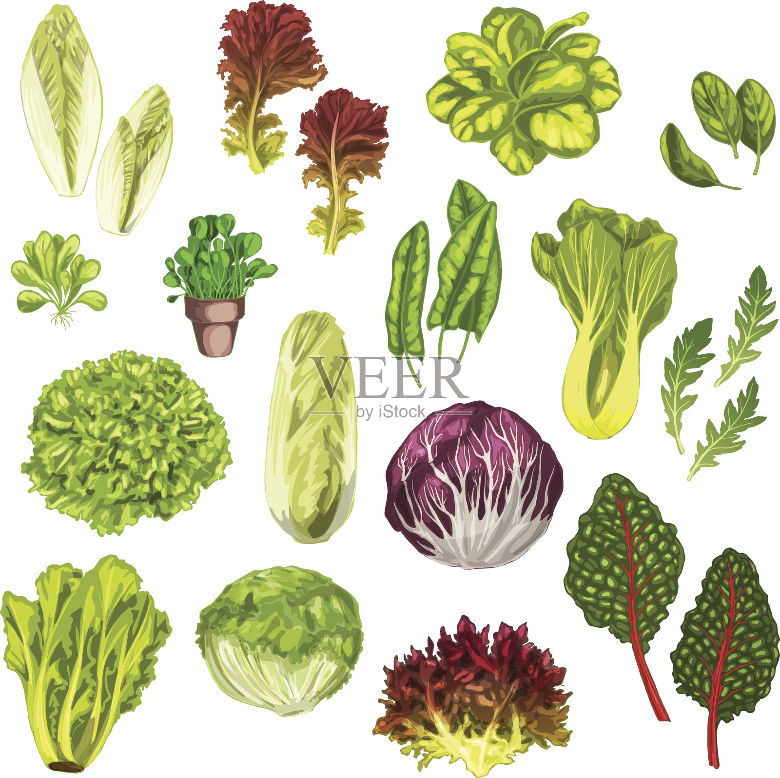 蔬菜，沙拉叶，香草水彩集设计元素图片