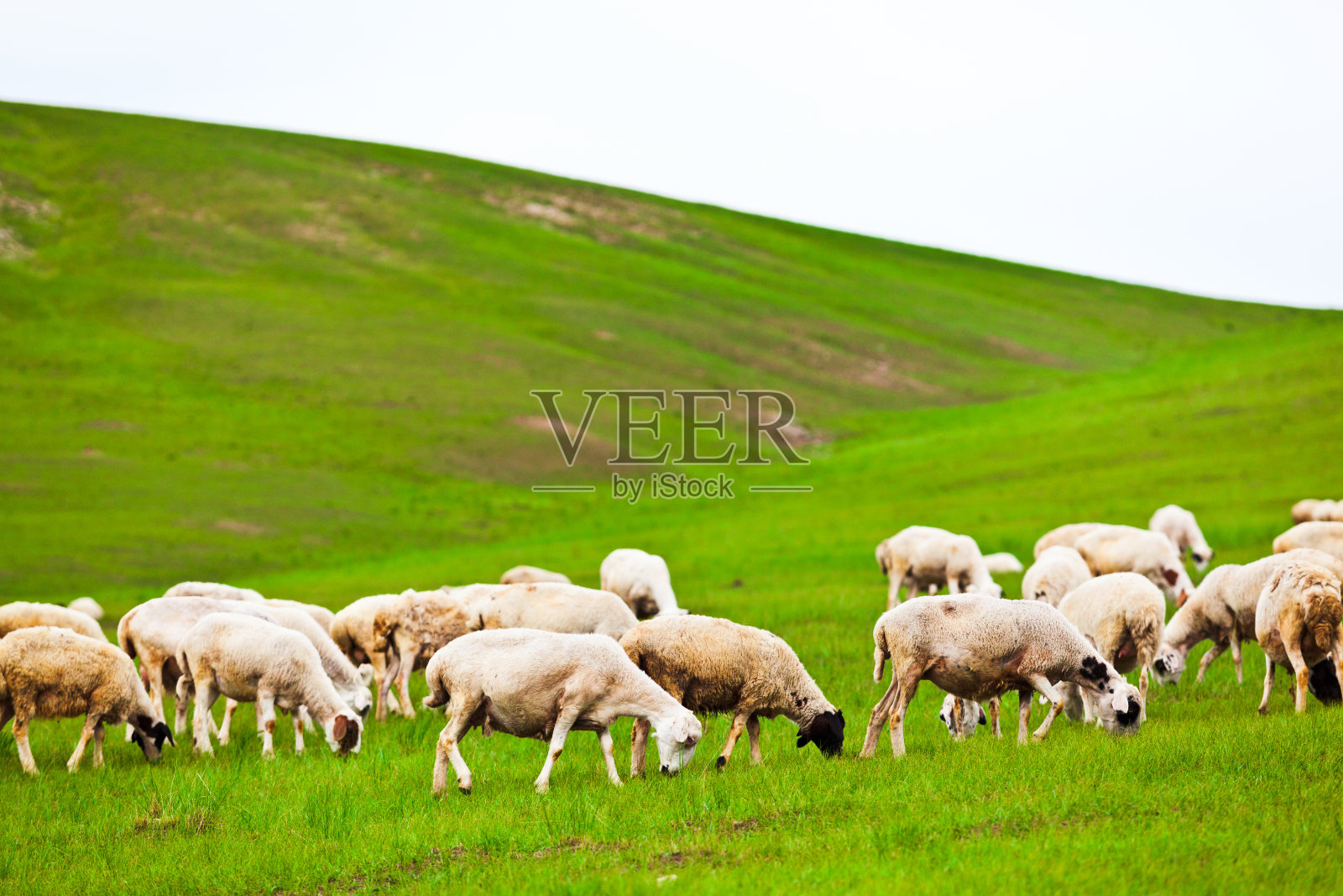 绵羊在广阔的草原上照片摄影图片