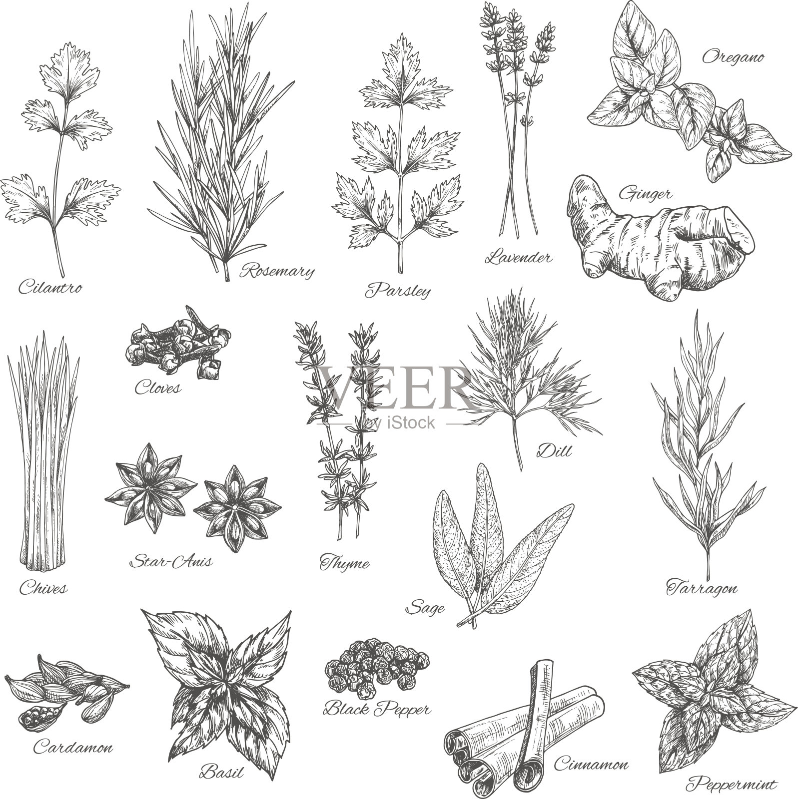 香料和草药矢量素描图标设计元素图片