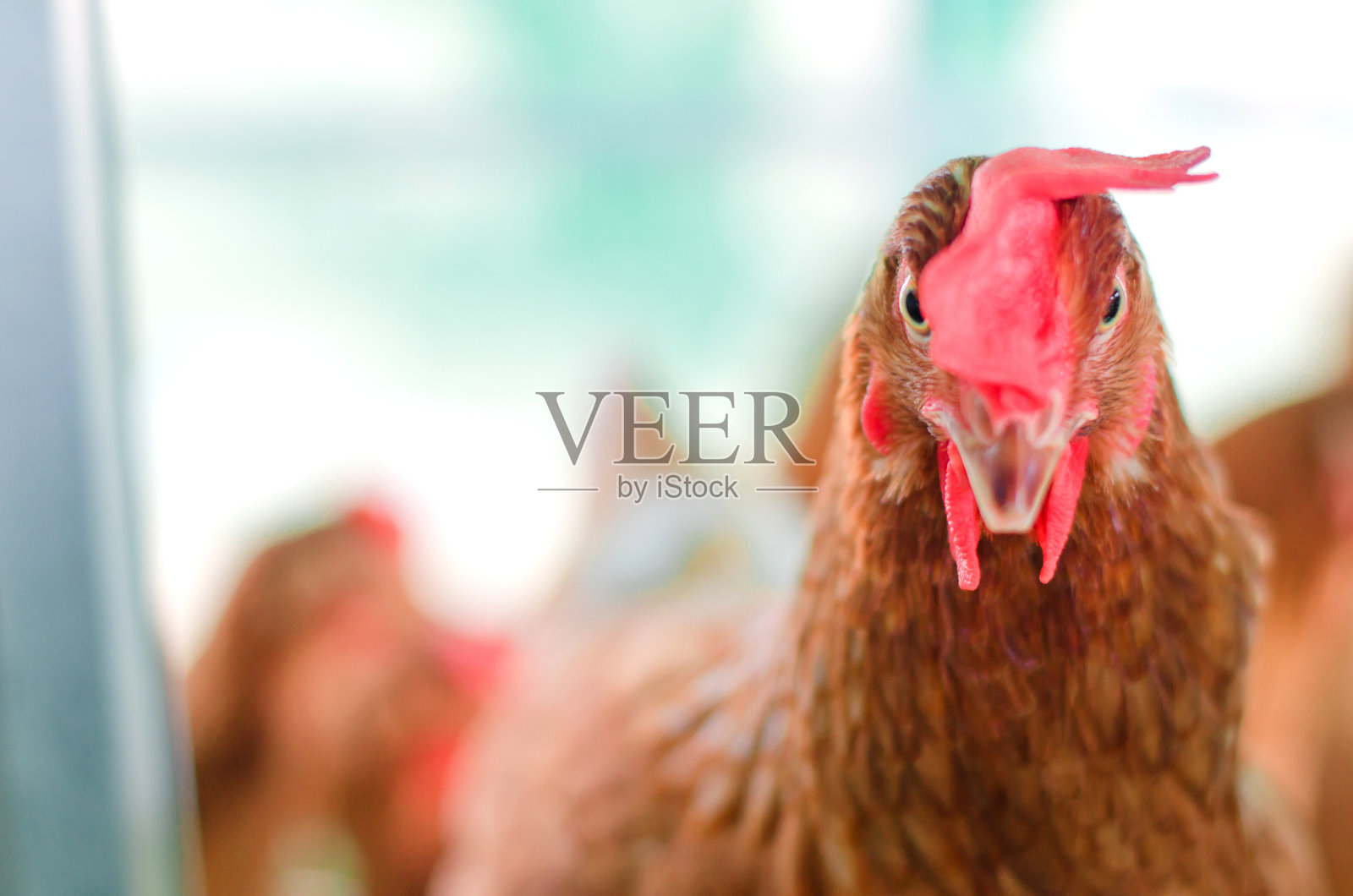 靠近鸡或母鸡是切或修剪上唇在集约化农场，动物福利概念，选择性重点照片摄影图片