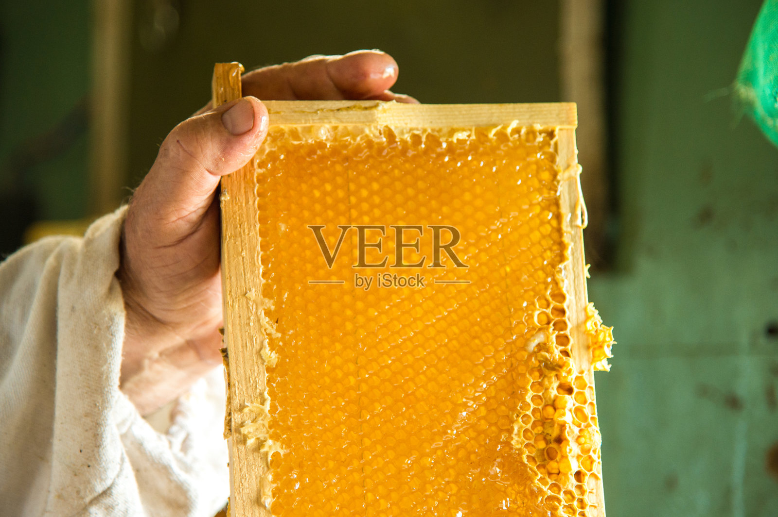 未完成的新鲜蜂蜜放在蜂巢中，放在养蜂人手中的框架中照片摄影图片