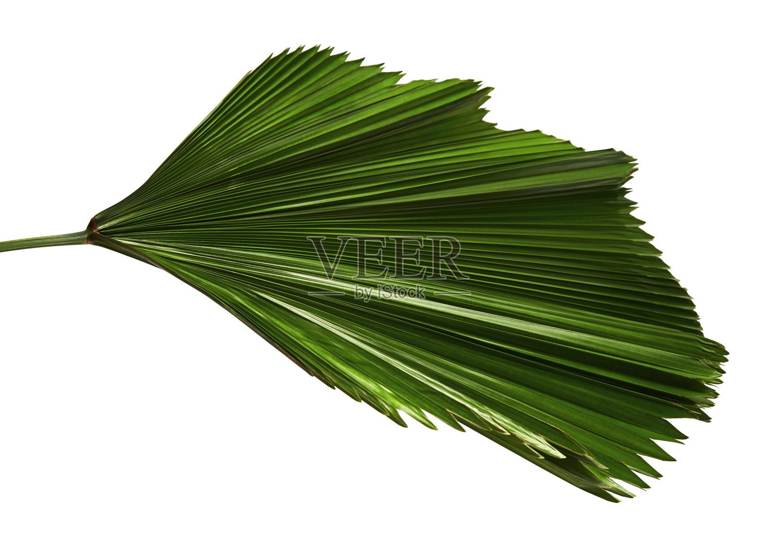 折边的扇棕榈叶，大的热带叶子，有褶的叶子孤立在白色的背景上，有修剪路径照片摄影图片