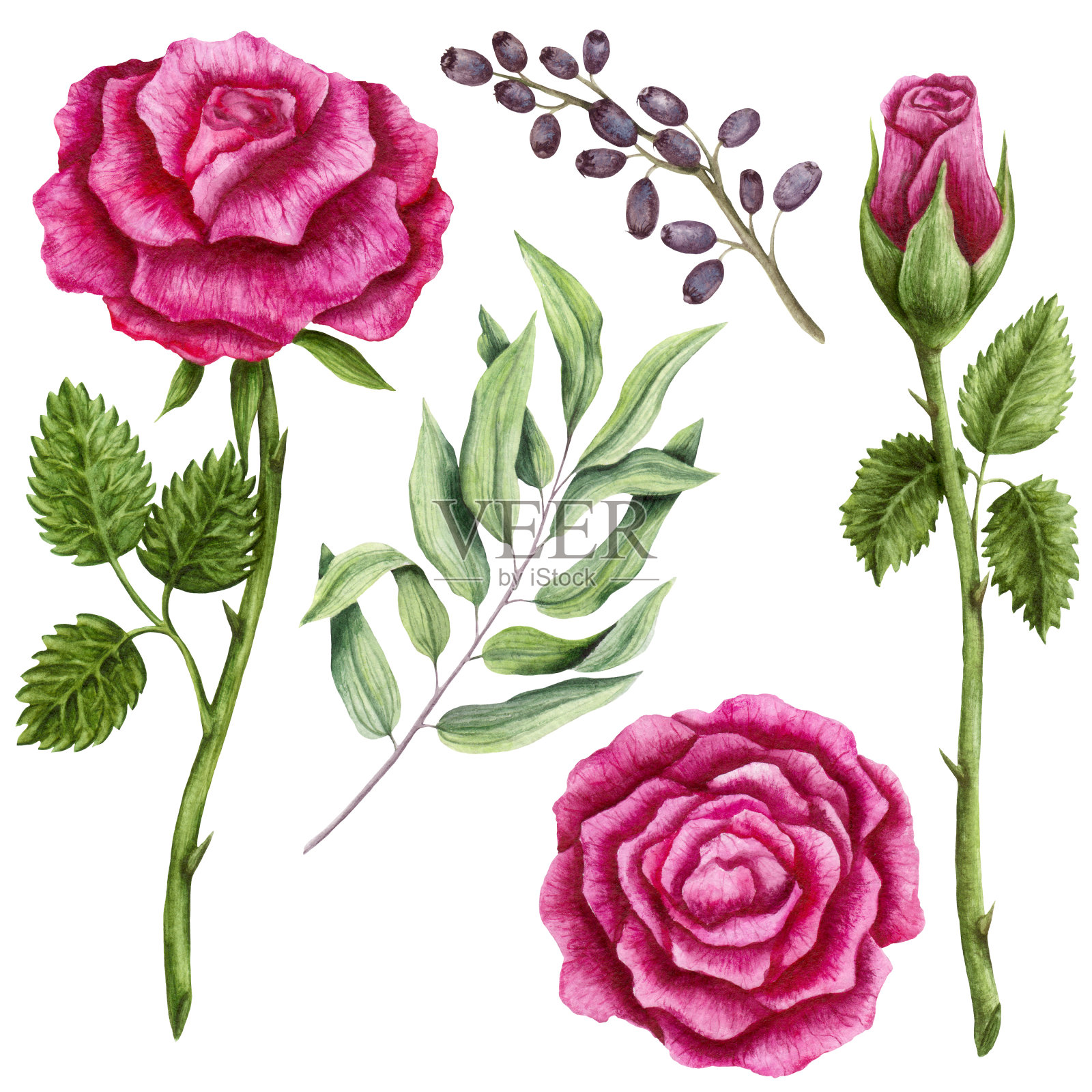 一套水彩玫瑰和绿叶插画图片素材