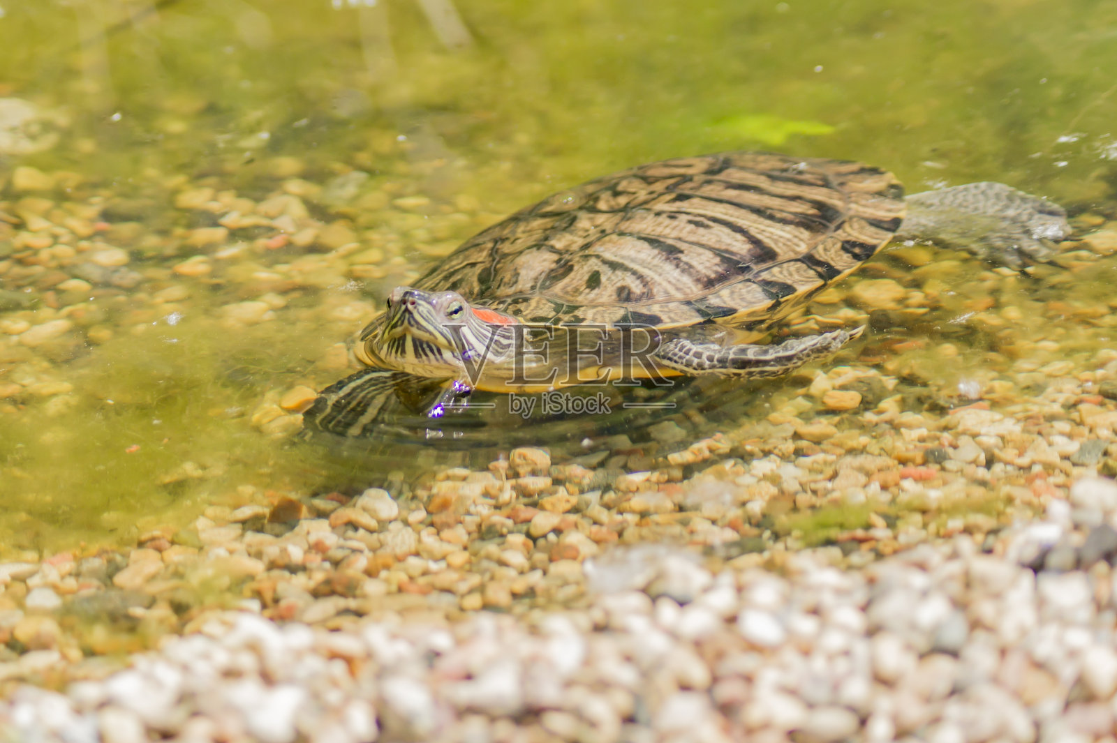 红耳滑龟(Trachemys scripta elegans)在水附近的石头上休息照片摄影图片