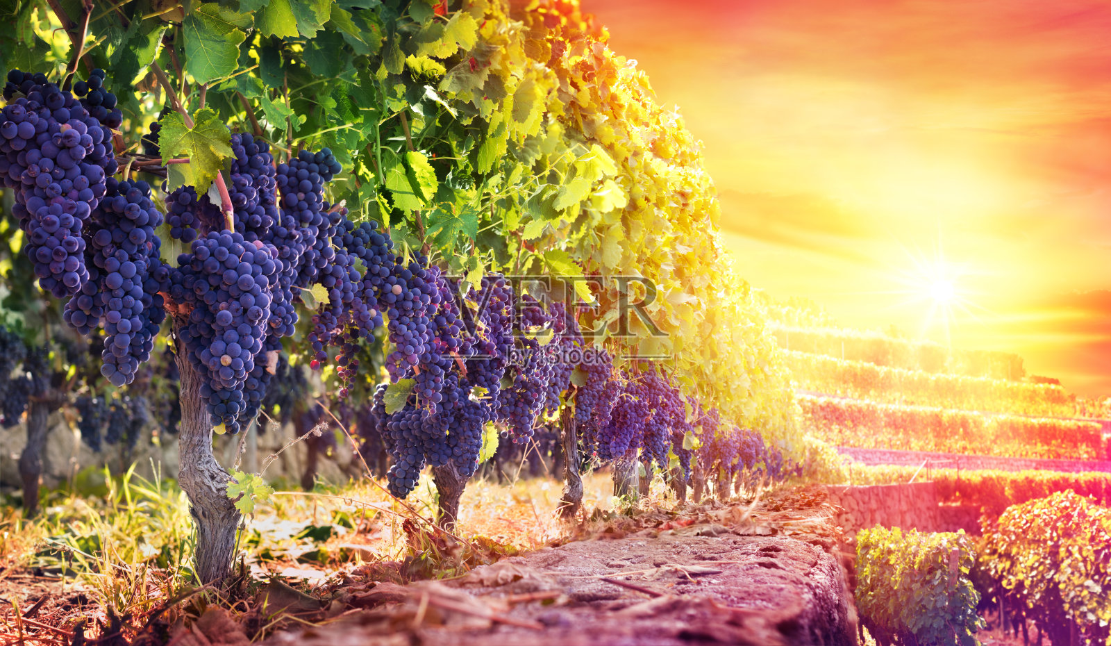 成熟的葡萄在葡萄园在日落-收获照片摄影图片