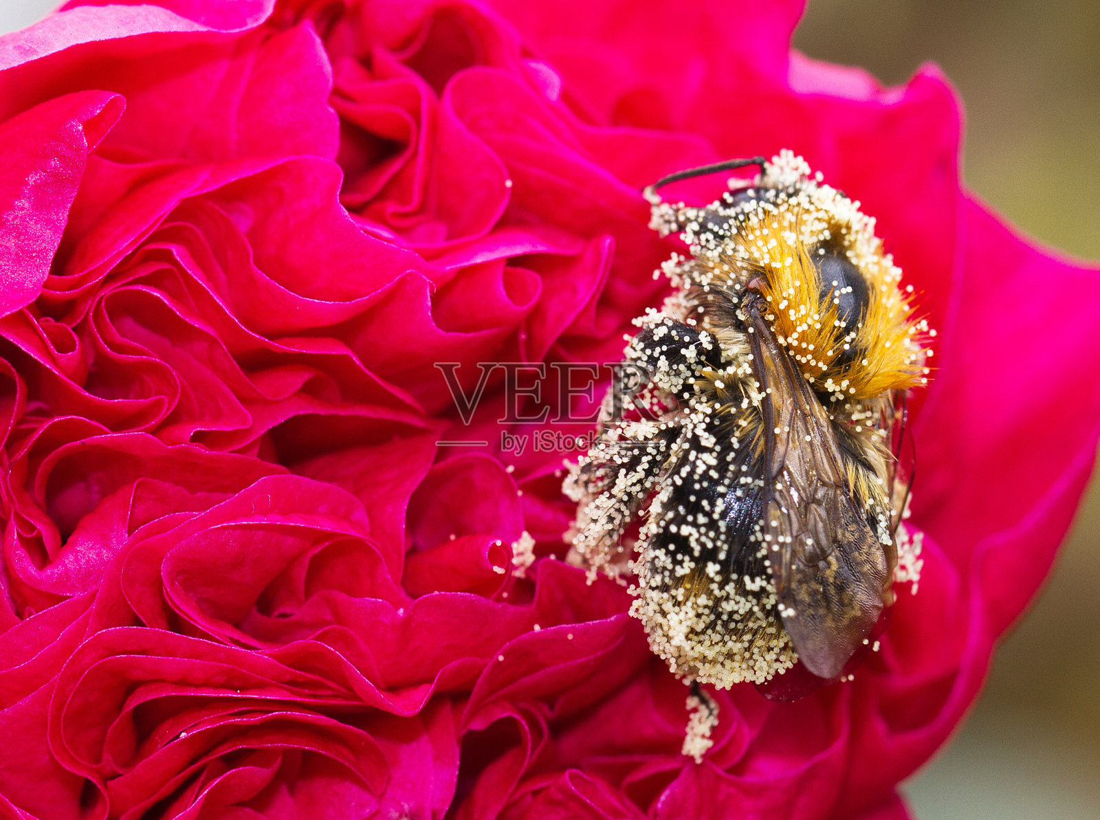蜜蜂在红色蜀葵花上休息时，花粉覆盖照片摄影图片