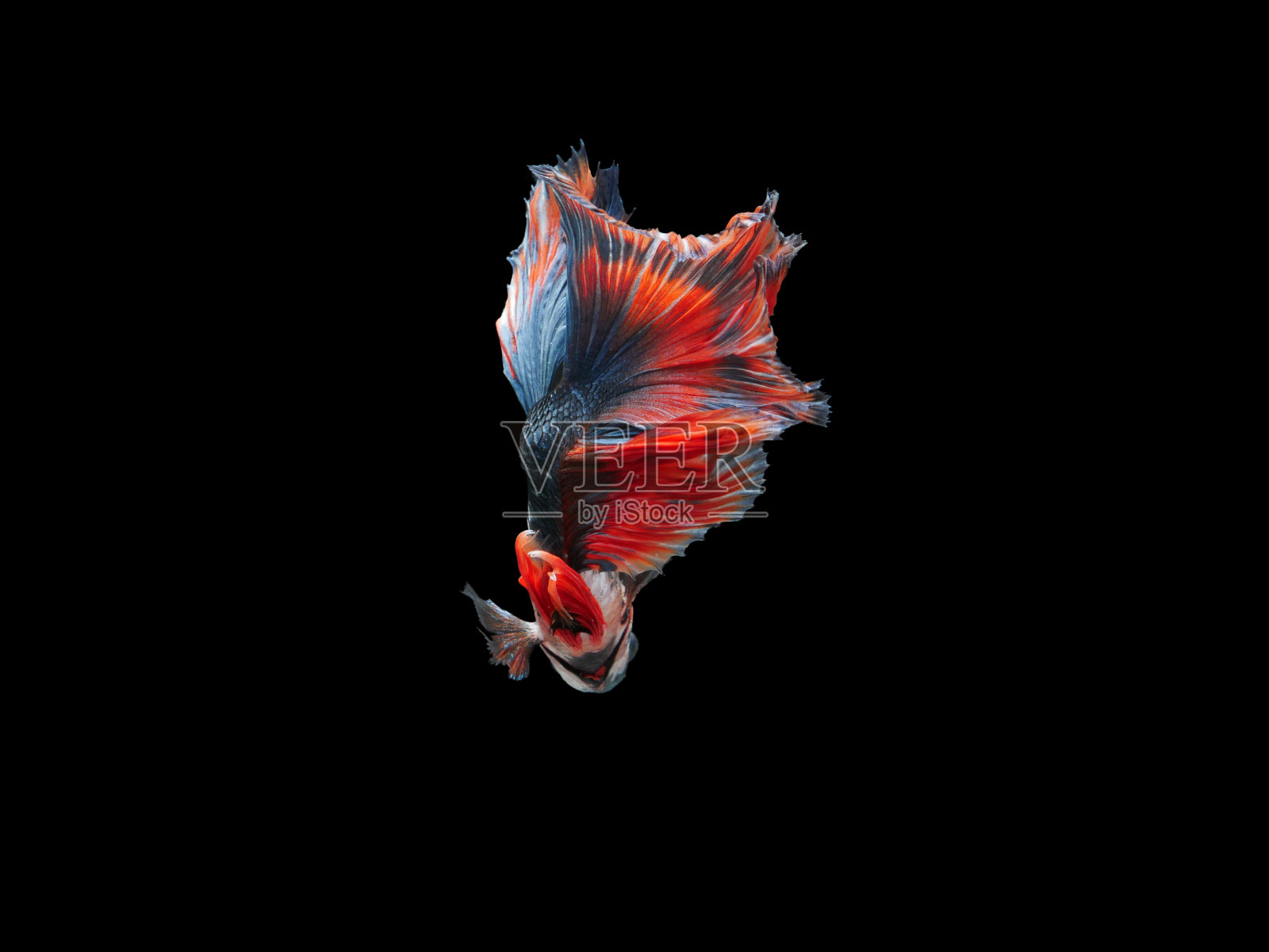 斗鱼，暹罗斗鱼，斗鱼一串红孤立在黑色背景与修剪路径照片摄影图片