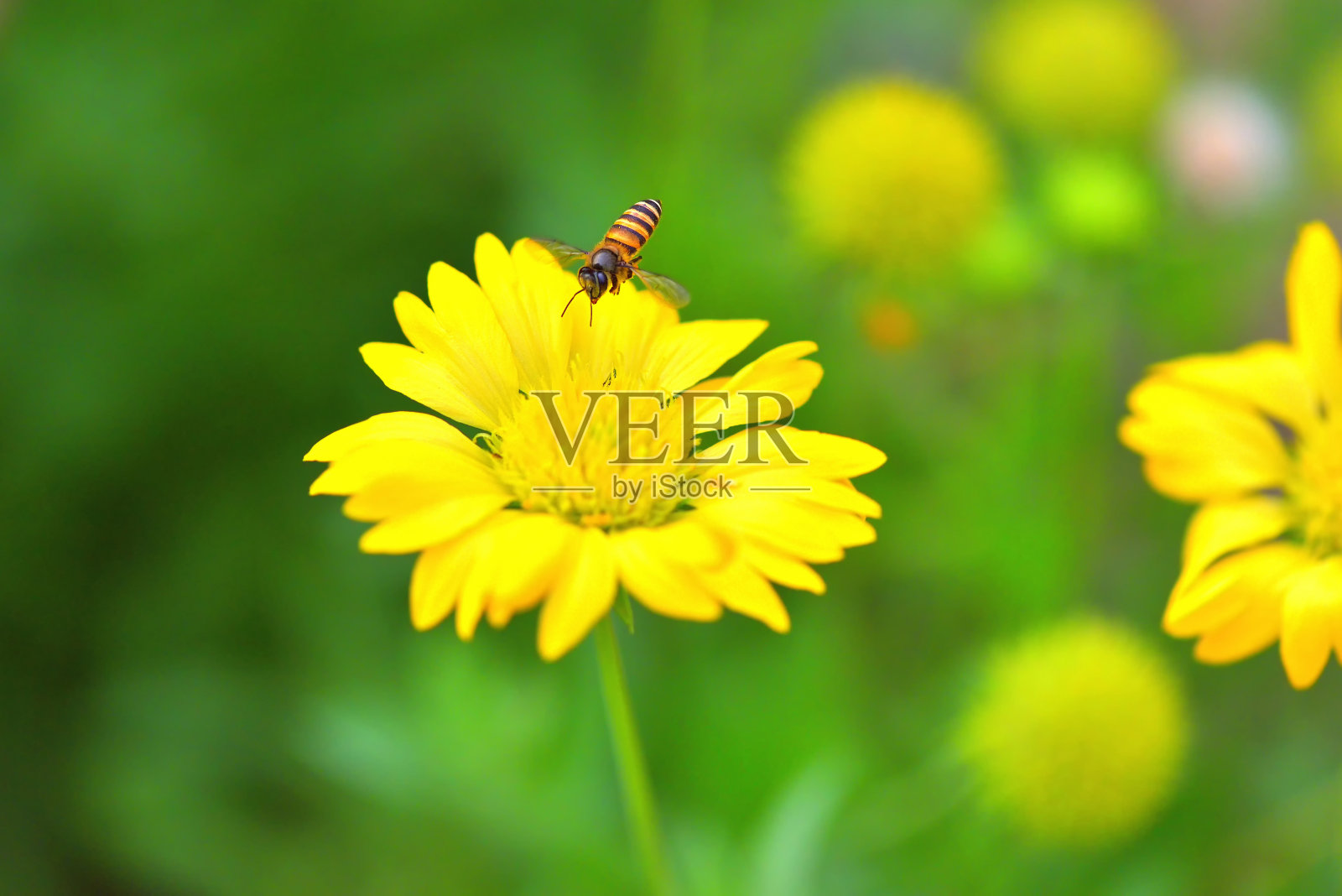 一只蜜蜂飞向美丽的花朵照片摄影图片