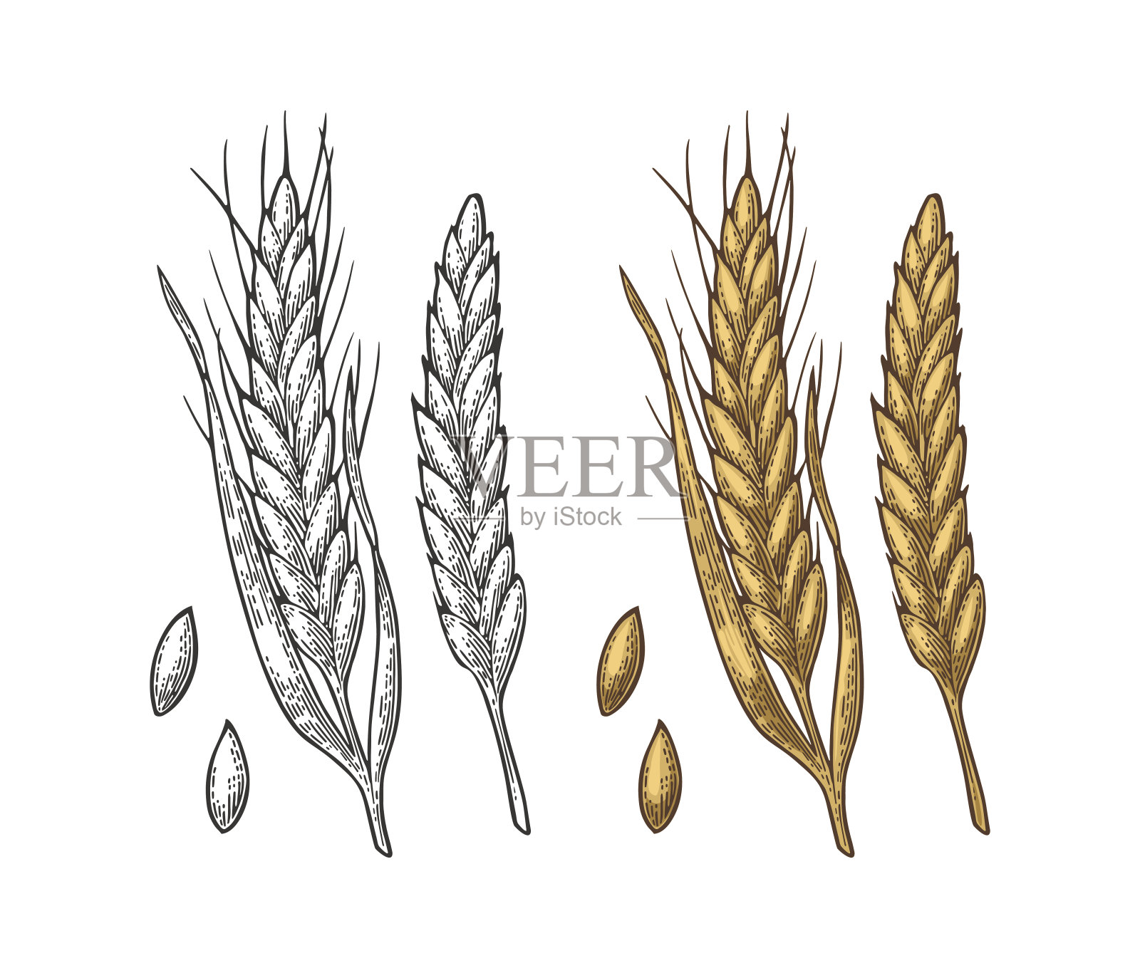 小麦、大麦和麦粒的穗子。矢量复古雕刻插图。插画图片素材
