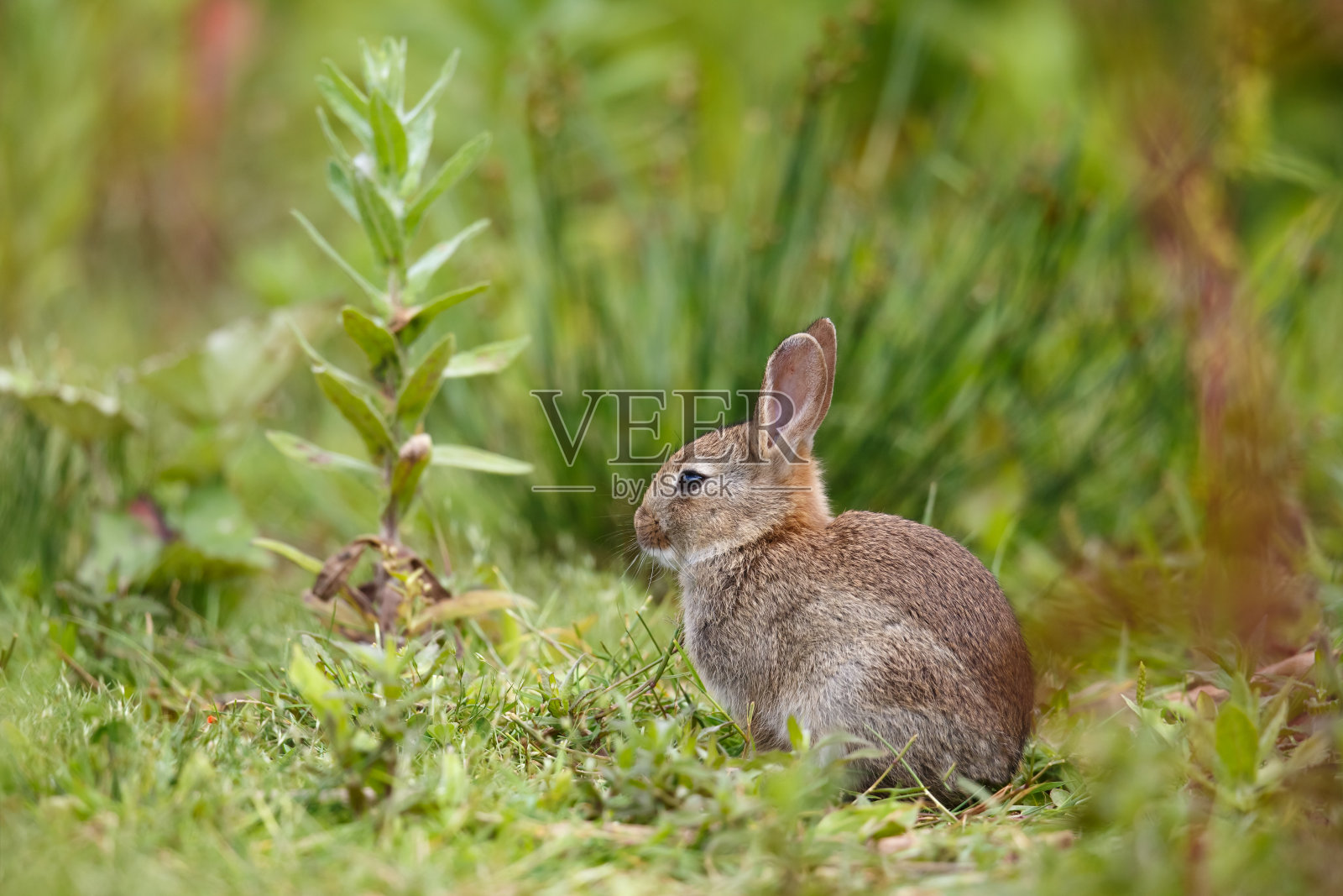 野生欧洲兔子在植被中照片摄影图片