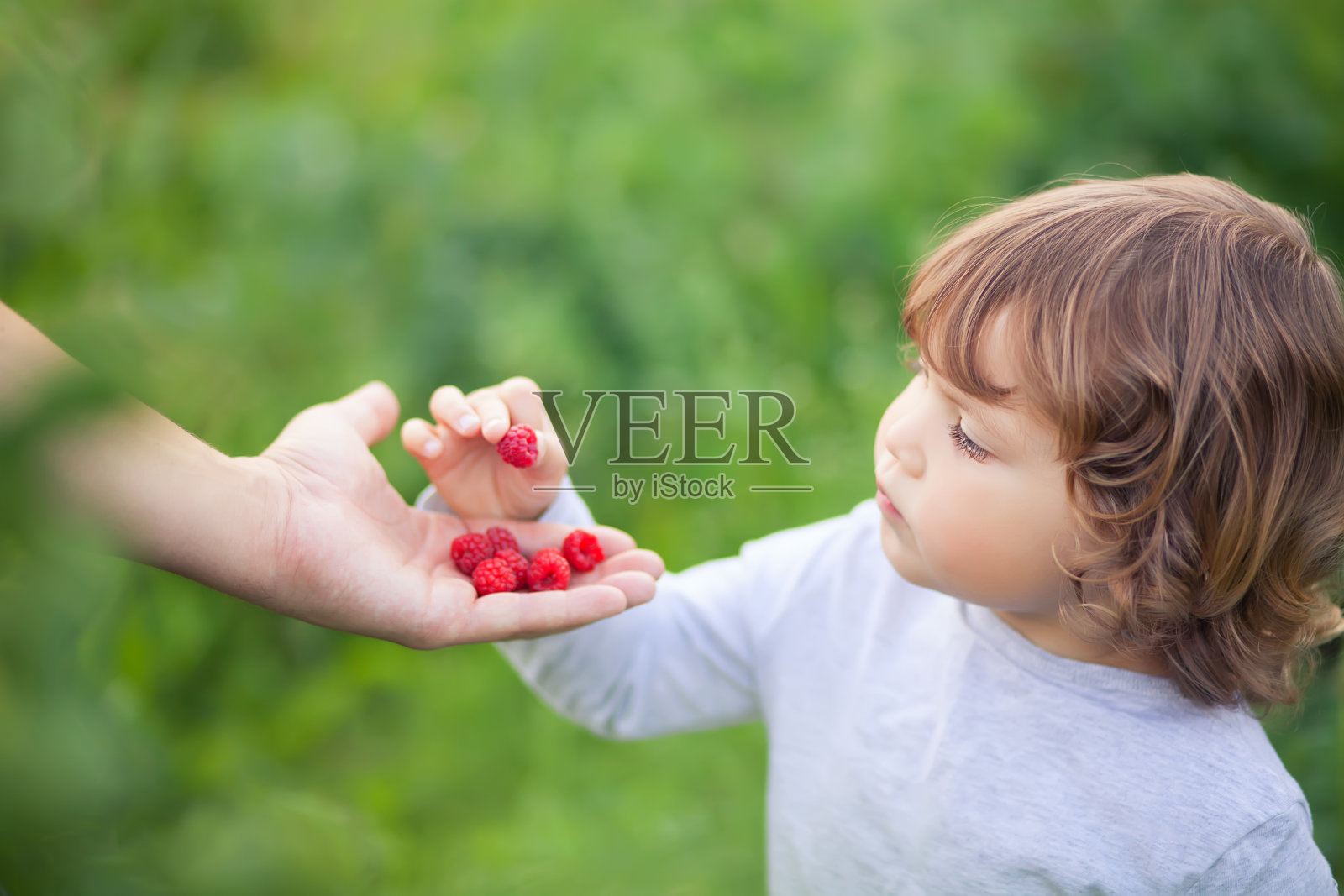 可爱的小女孩从爸爸手里吃着树莓照片摄影图片
