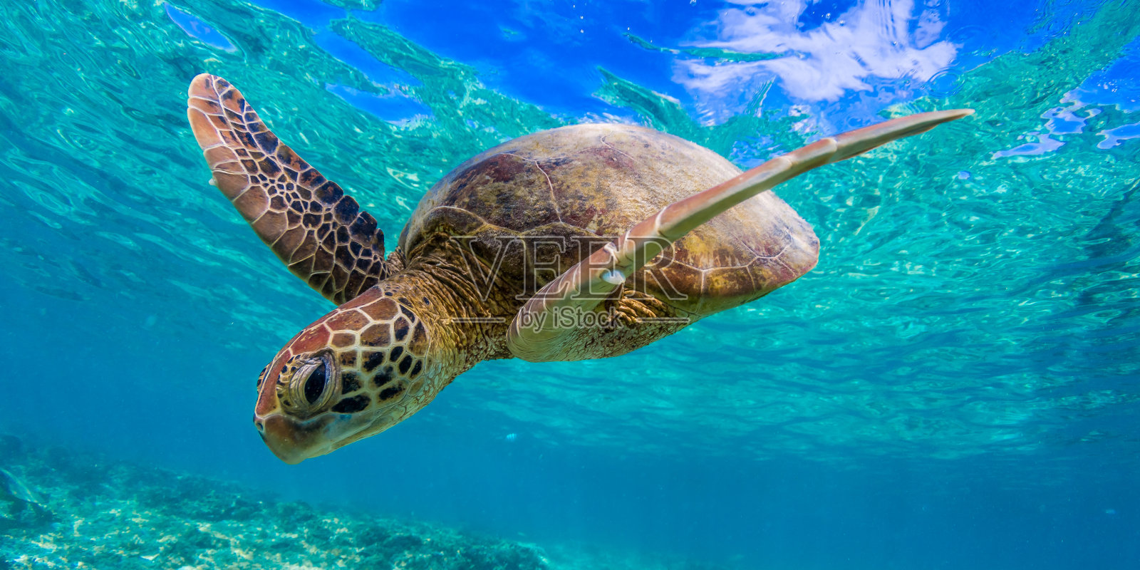 绿海龟在澳大利亚昆士兰的大堡礁上游泳照片摄影图片