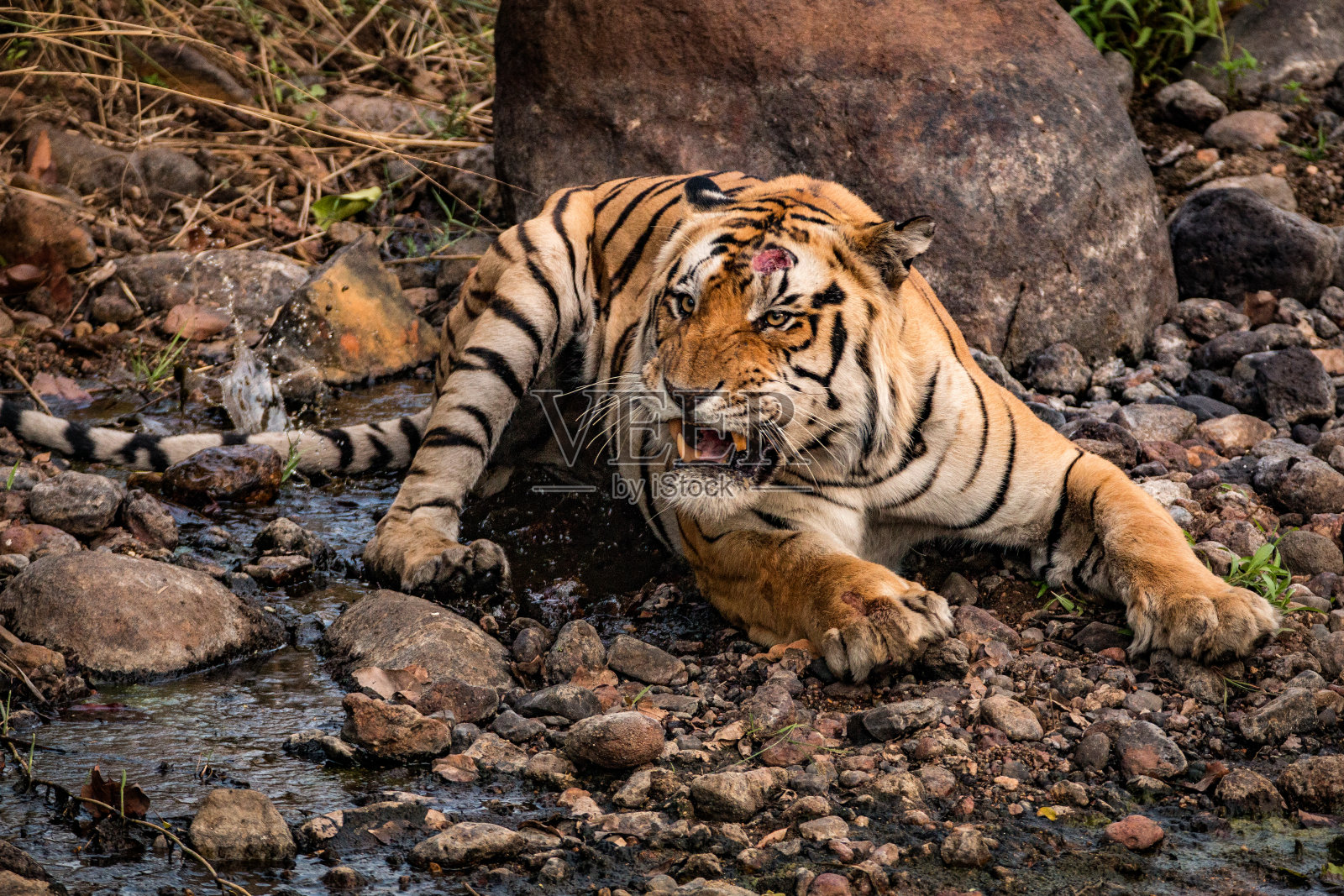 愤怒的孟加拉虎(T-3)来自印度Kanha国家公园照片摄影图片