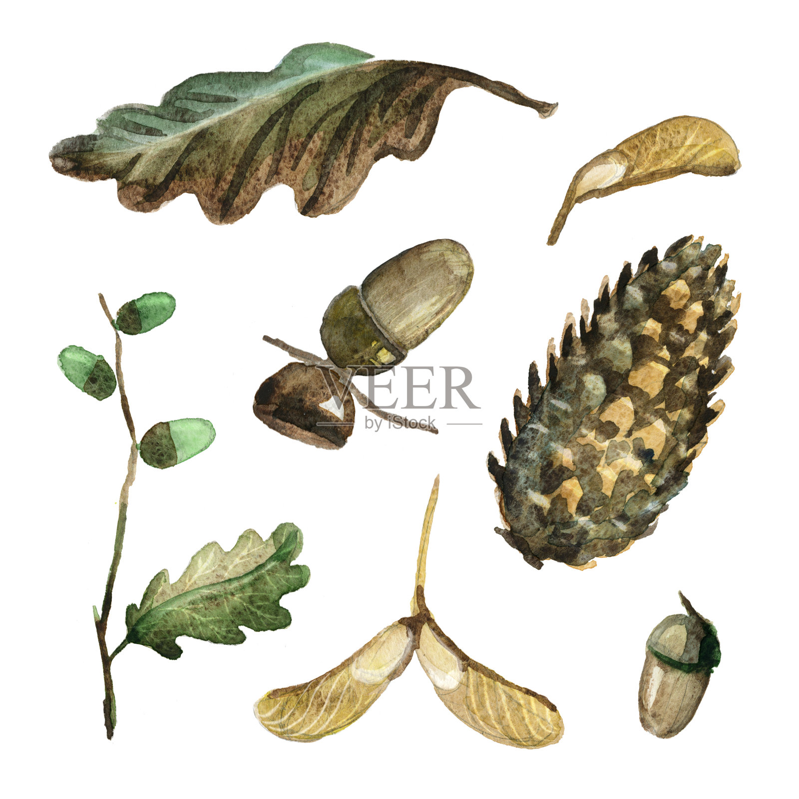 一套水彩秋叶，橡树枝，种子，橡子和松果。插画图片素材