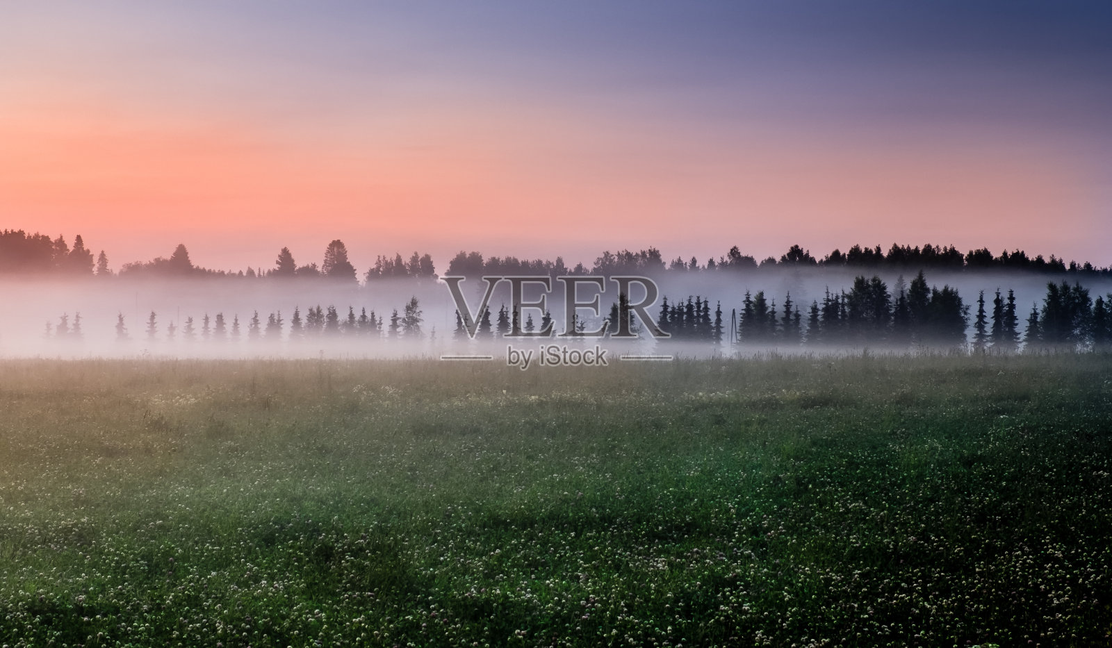 在夏夜有田园诗般的田野和雾的景观。照片摄影图片