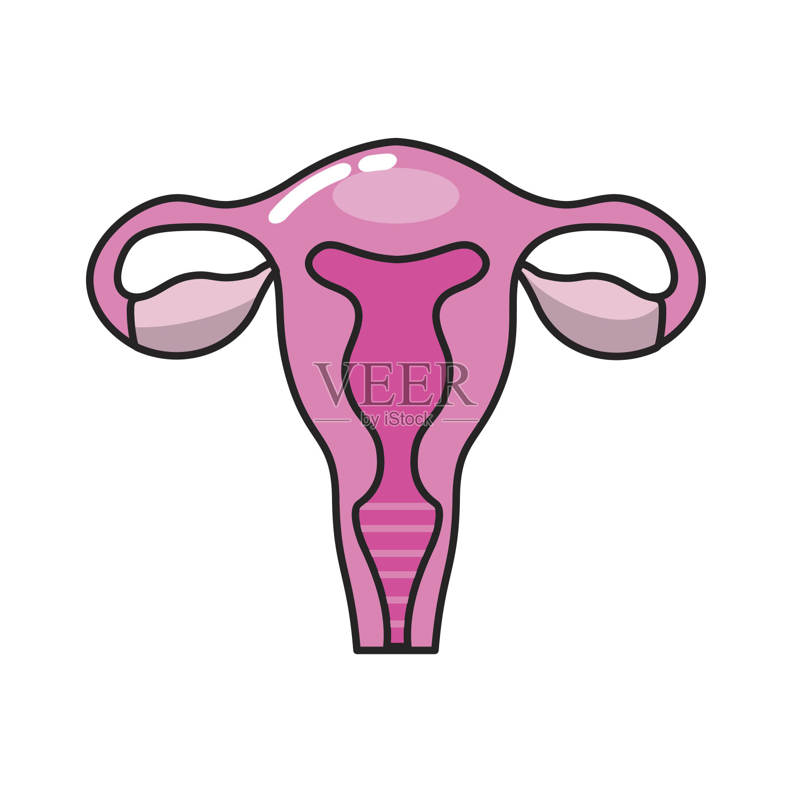 输卵管与子宫到人体解剖插画图片素材_ID:308555572-Veer图库