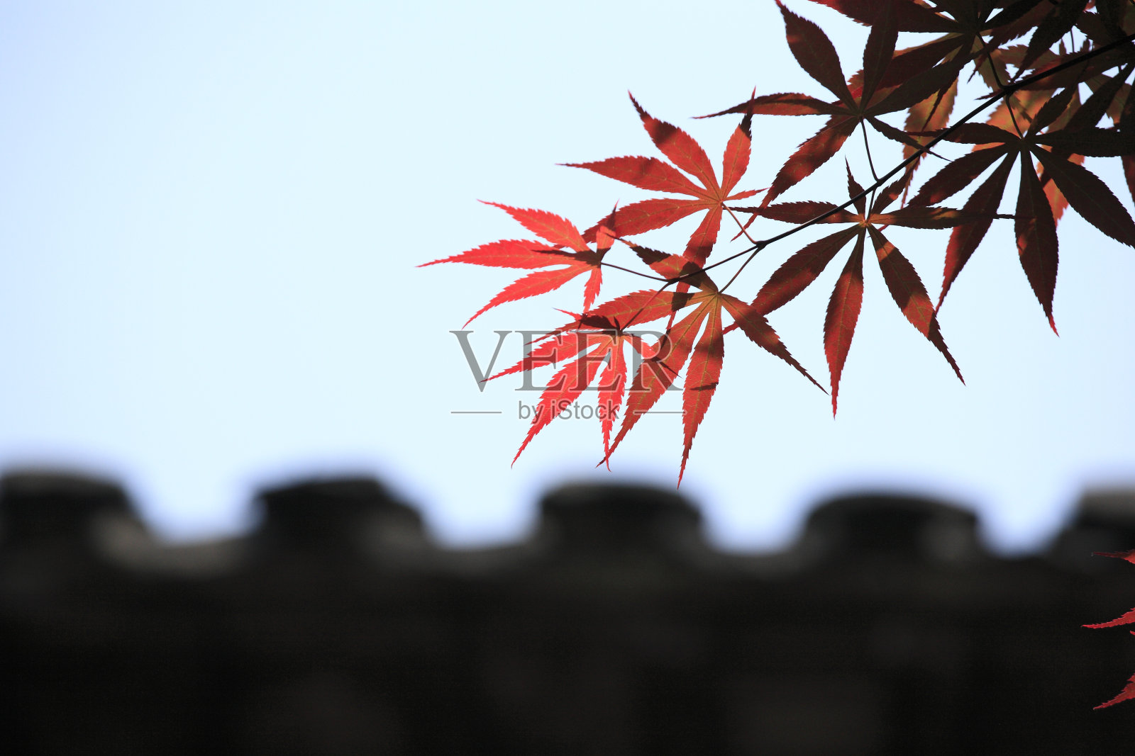 秋天:红色的枫叶照片摄影图片