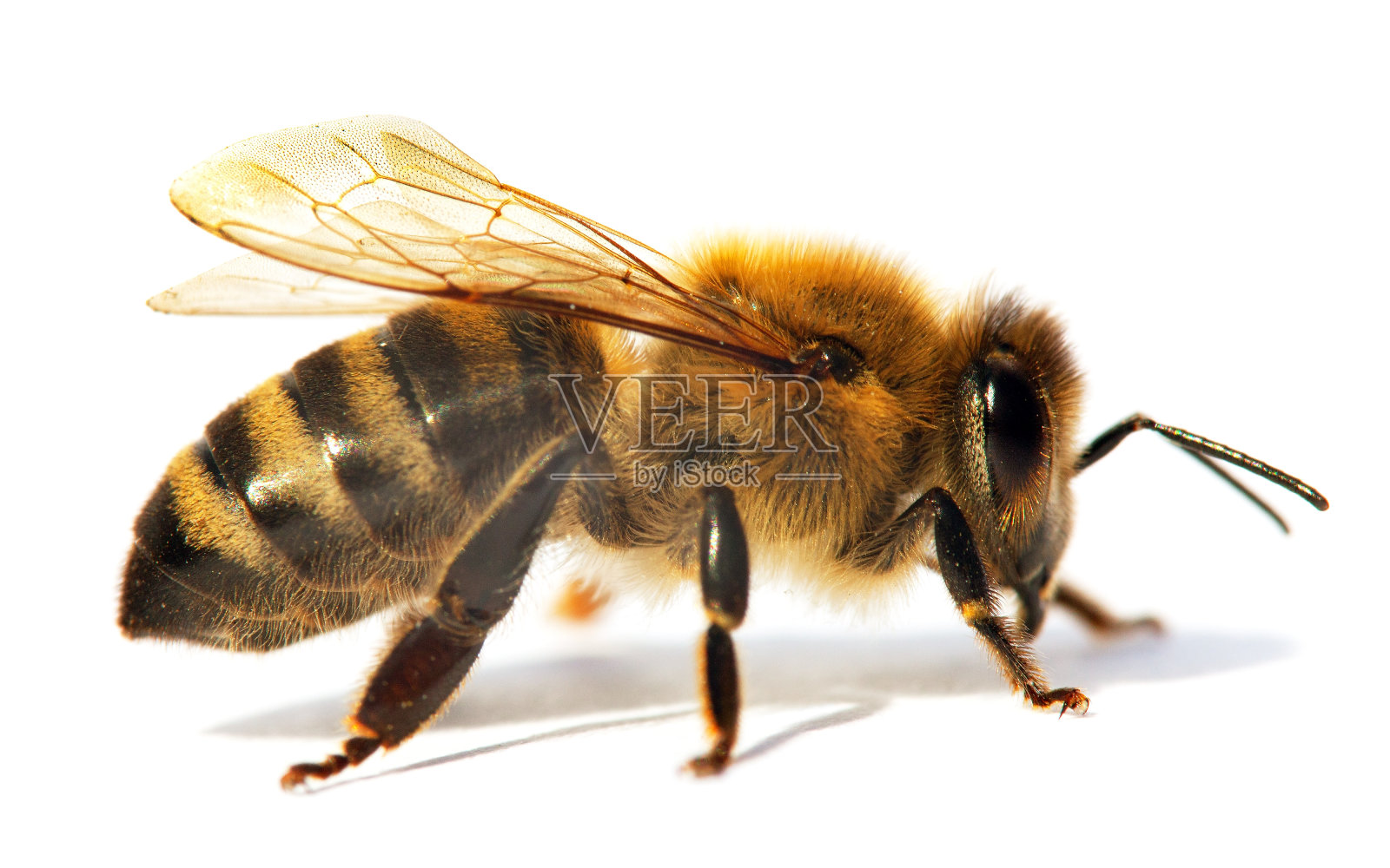 蜜蜂或蜜蜂的细节，意大利蜜蜂照片摄影图片