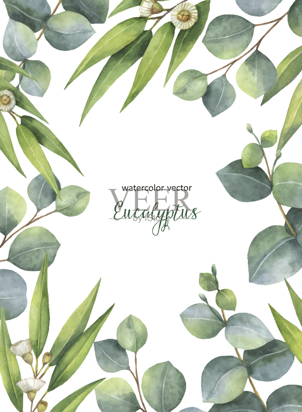 水彩向量绿色花卡与桉树叶和树枝孤立在白色的背景。插画图片素材