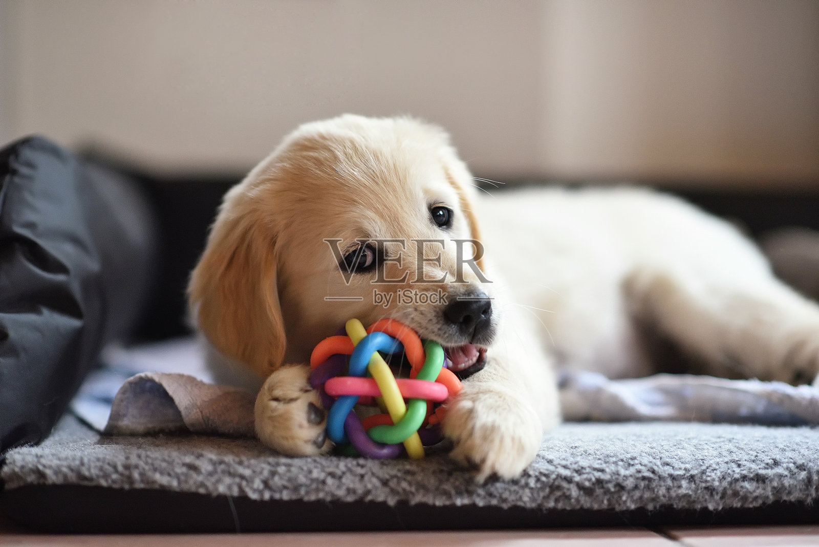 金毛小狗在玩玩具照片摄影图片