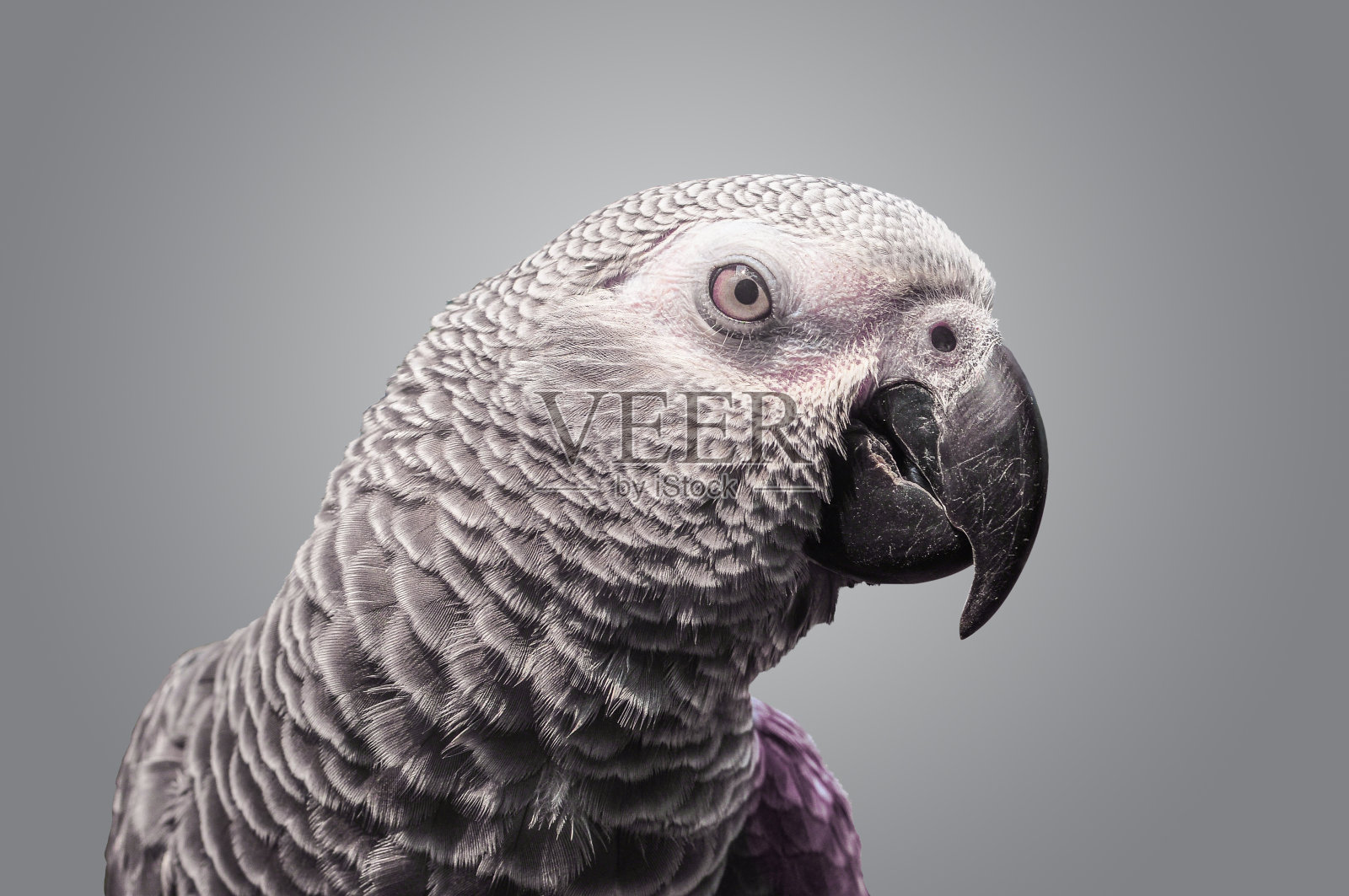 非洲灰鹦鹉在灰色的背景照片摄影图片