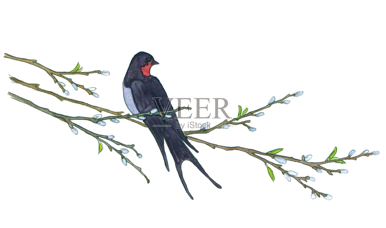 柳树上的燕子。手绘插图设计元素图片
