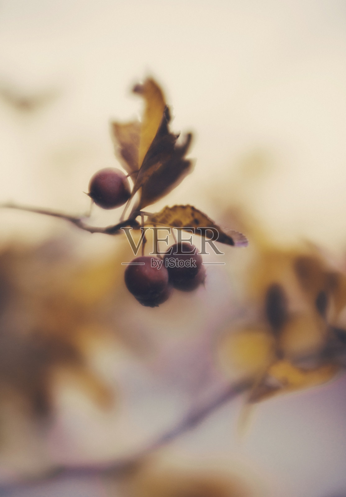秋天的背景与浆果和树叶照片摄影图片