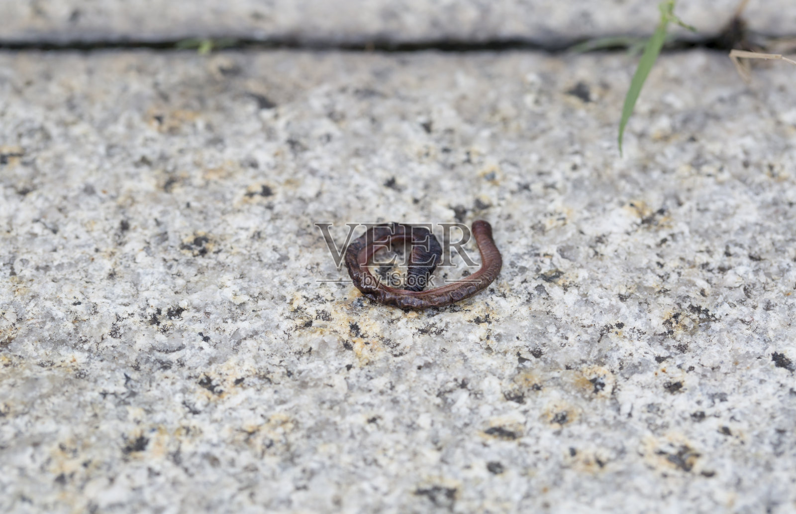 室外干燥地板上的死蚯蚓。照片摄影图片