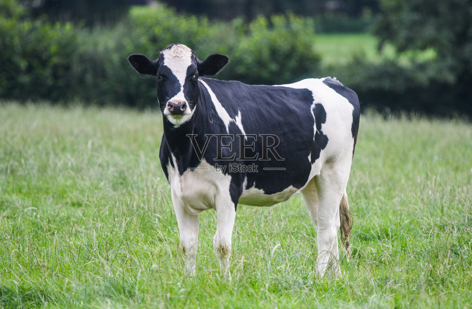 这是一头黑白相间的奶牛的特写照片摄影图片