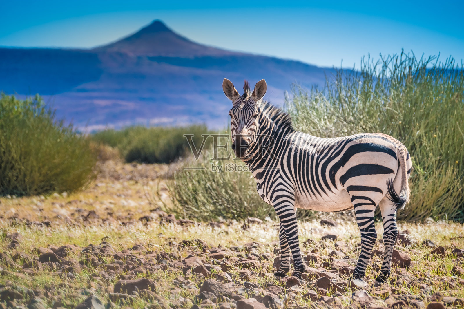 斑马群漫步在令人惊叹的火山景观，Palmweg, Kunene，纳米比亚照片摄影图片