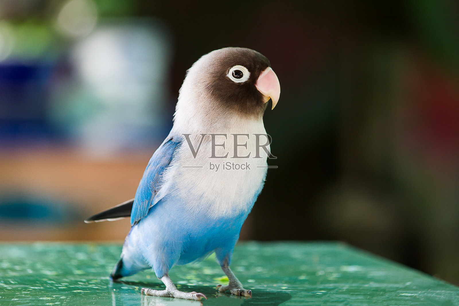 蓝色鹦鹉鹦鹉在厨房模糊的桌子上玩耍照片摄影图片
